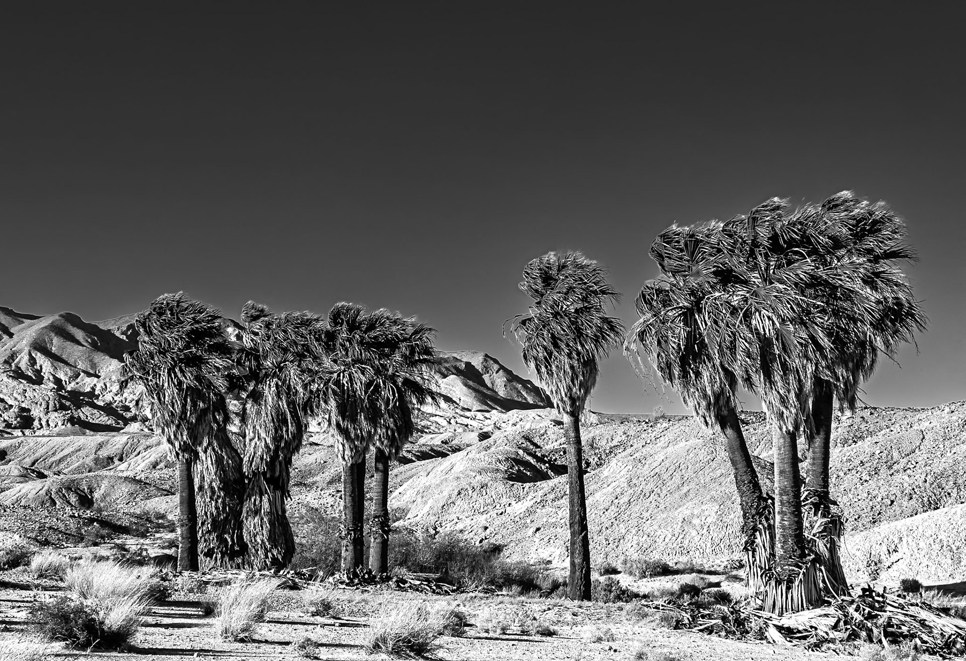 Palm Oasis: A grove of 9 trees at the 17 Palms Oasis in the Anza-Borrego Desert State Park.  An infra-red (720nm) image converted to Black-and-White.