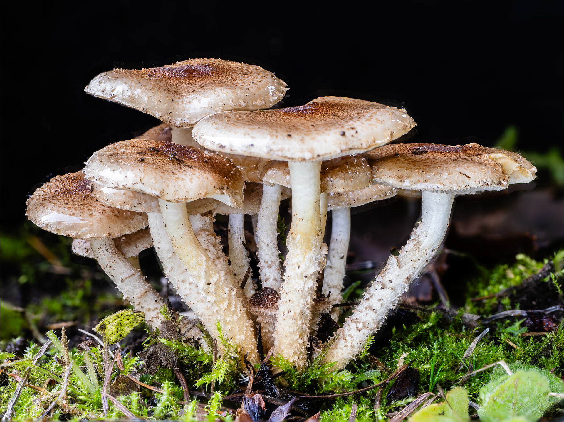 Shroom City: Mushrooms galore pop out when the weather turns cool and  moist in the fall.  The  Terrestrial Scalycap (Pholiota terrestri) grows in dense clusters on the ground, distinguishing it from most other scalycaps that grow on wood.