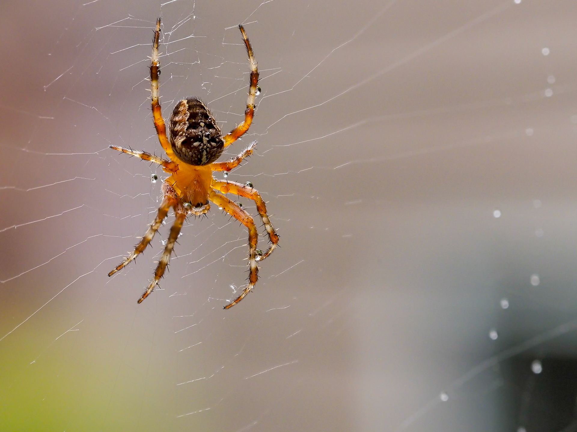 Spider On the Web: Undeterred by a little water, a Cross Orb-weaver spider sits patiently on its web.