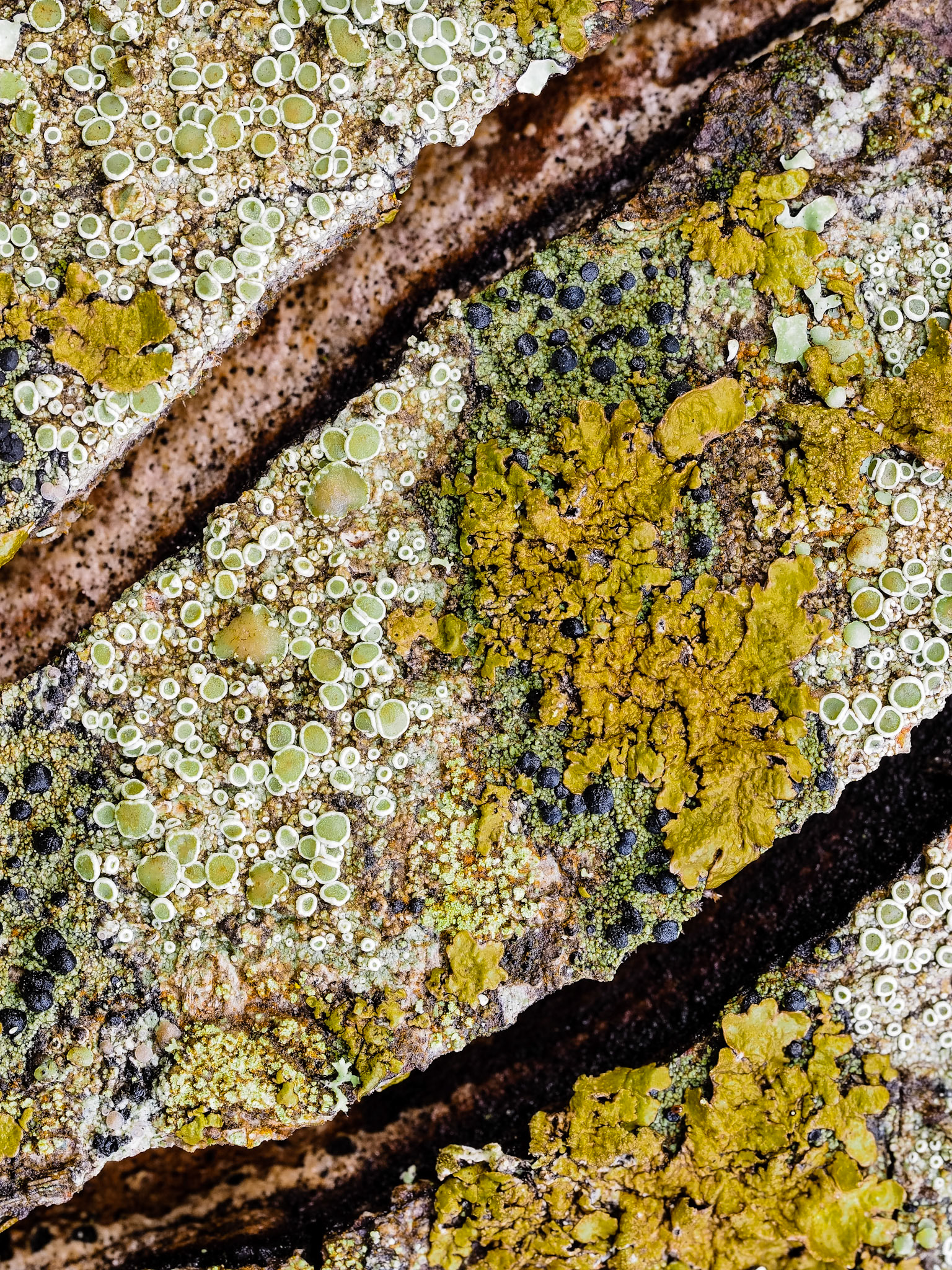 Lichen on Granite: Black, green and yellow lichen paint themselves into a cracked granite canvas.