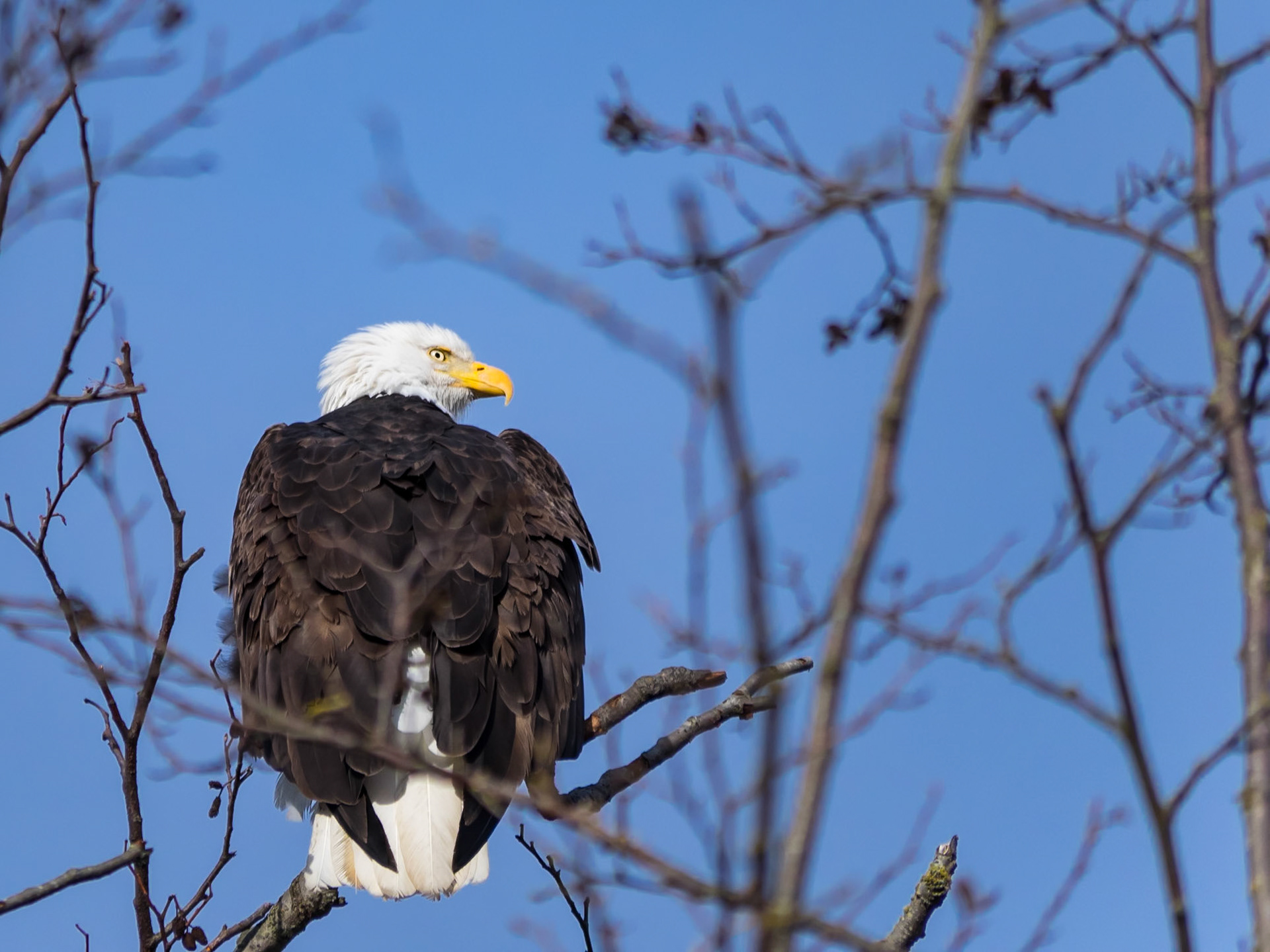 Bald Eagle Lookout: At the Skagit River Wildlife Station