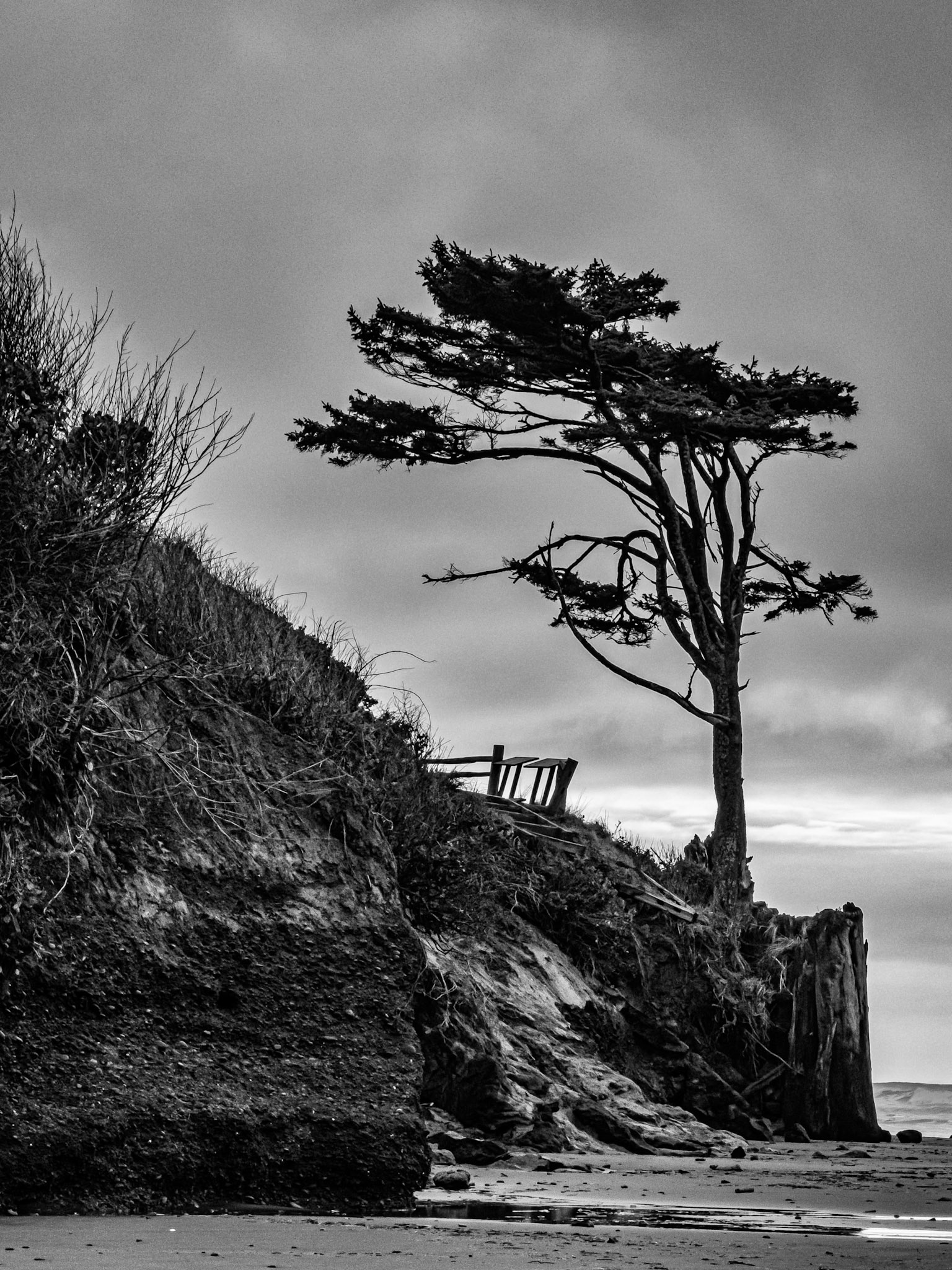 Sentinel Spruce: This wind-pruned Sitka spruce stands guard over the washed out beach access at Kalaloch Lodge on the Washington Coast.
