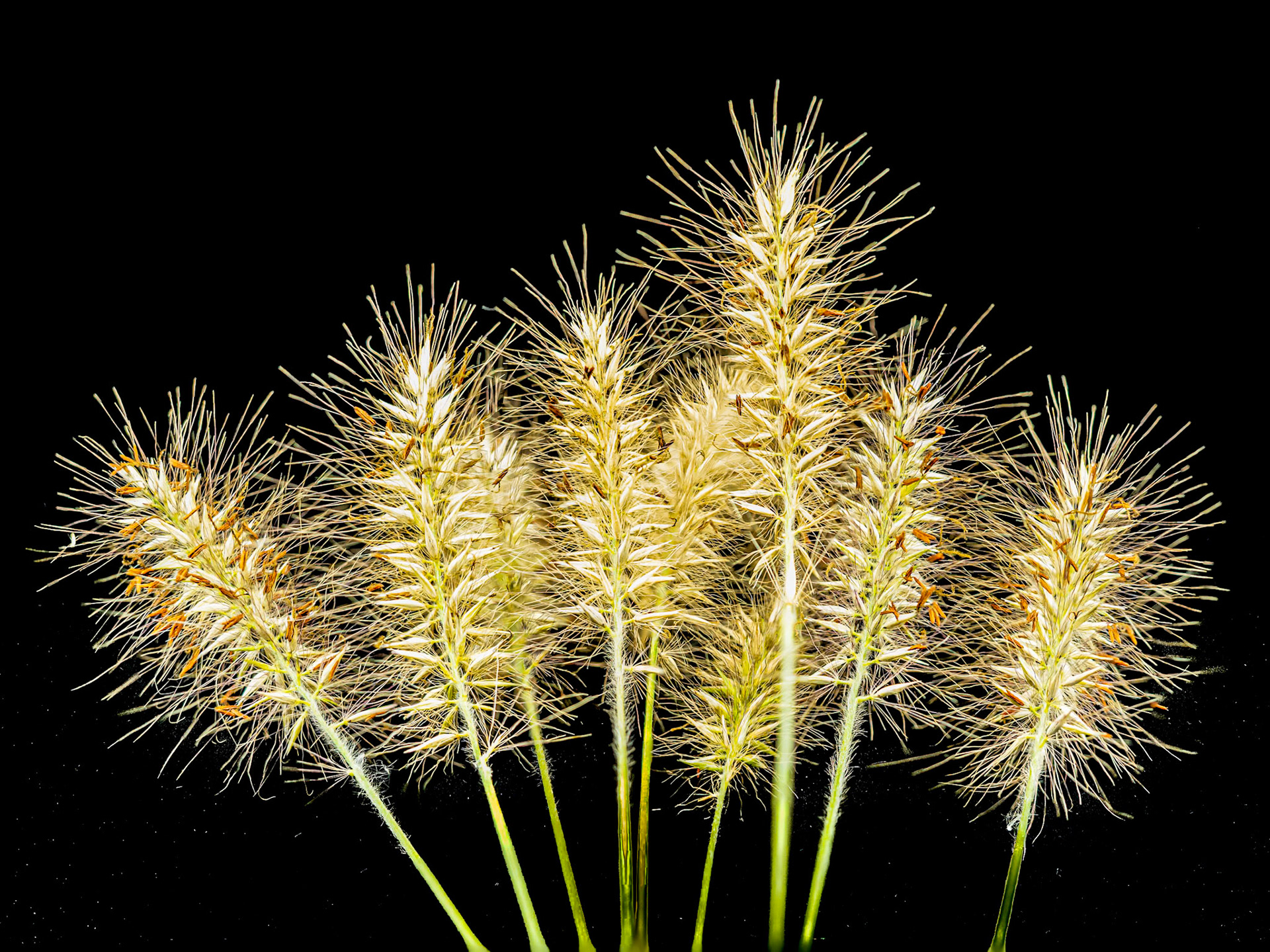 Bouquet Blue Buffel Grass: Late summer seedheads on Blue Buffel Grass glow green and yellow.