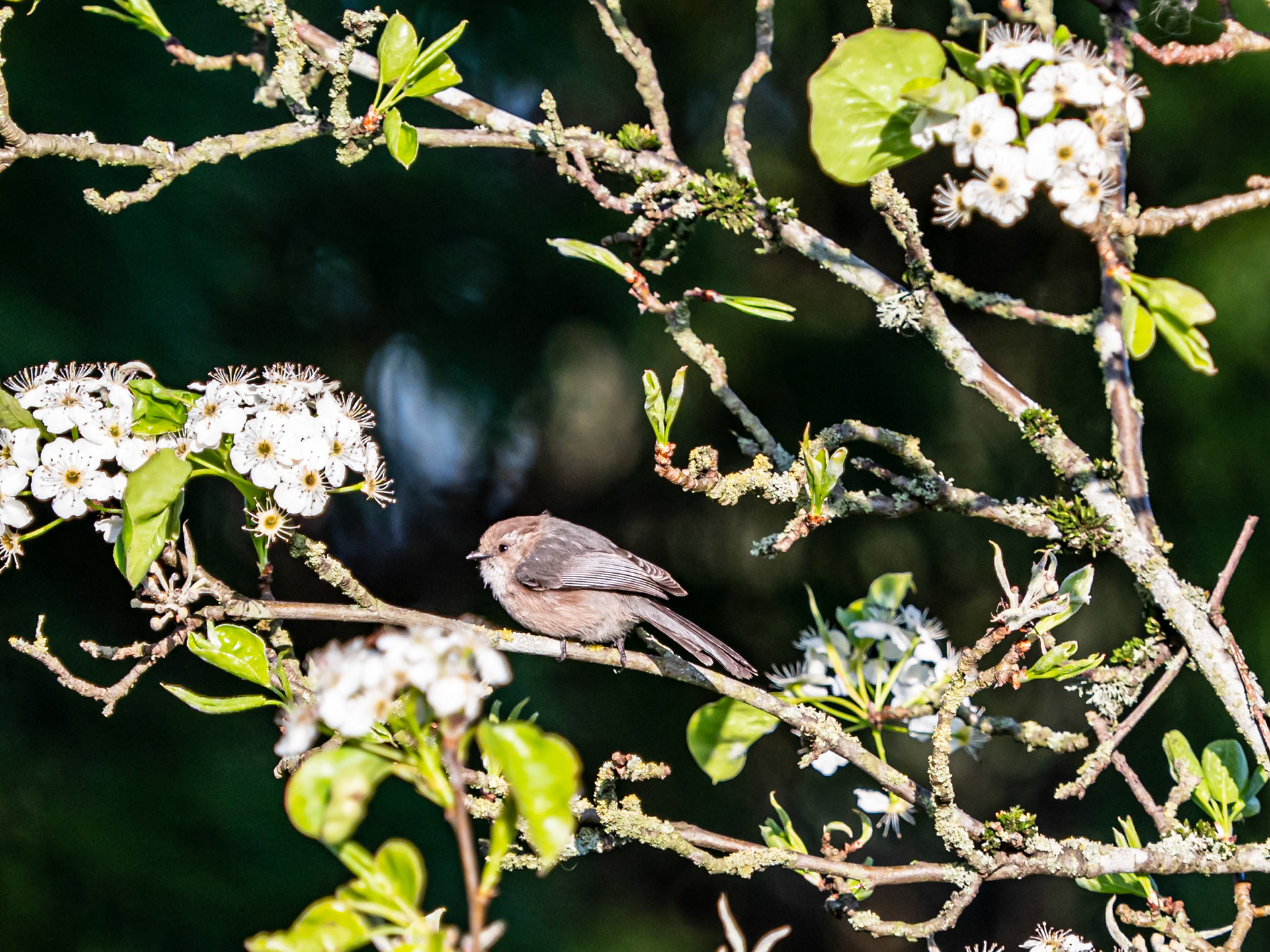 Bushtit in Cherry Blossoms: Loch Lomond, Scotland