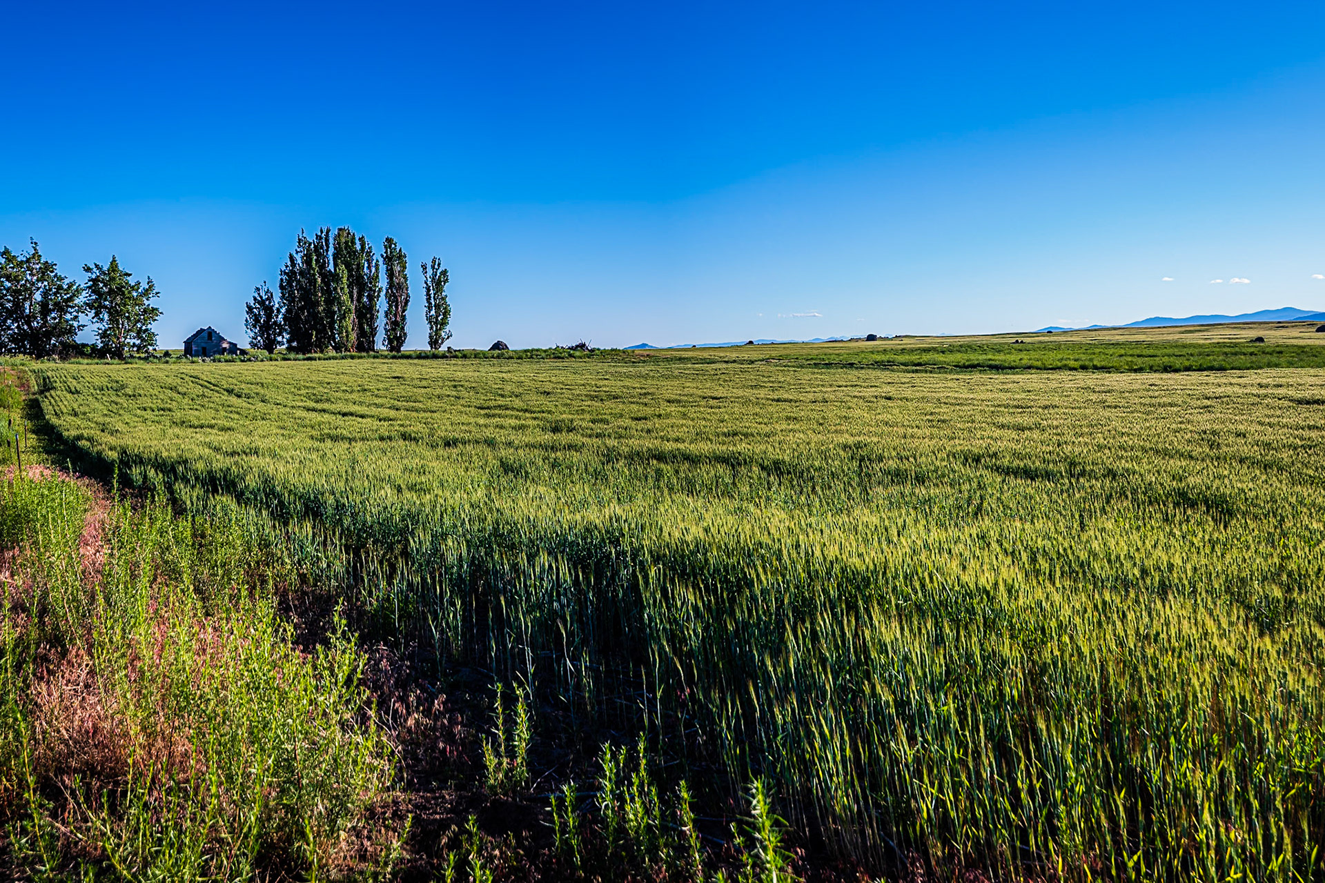 High Prairie Wheat: An old homestead nestled among shade trees watches over a field of wheat on the Waterville Plateau.  Large haystack rocks in the field are erratics left behind by retreating glaciers.