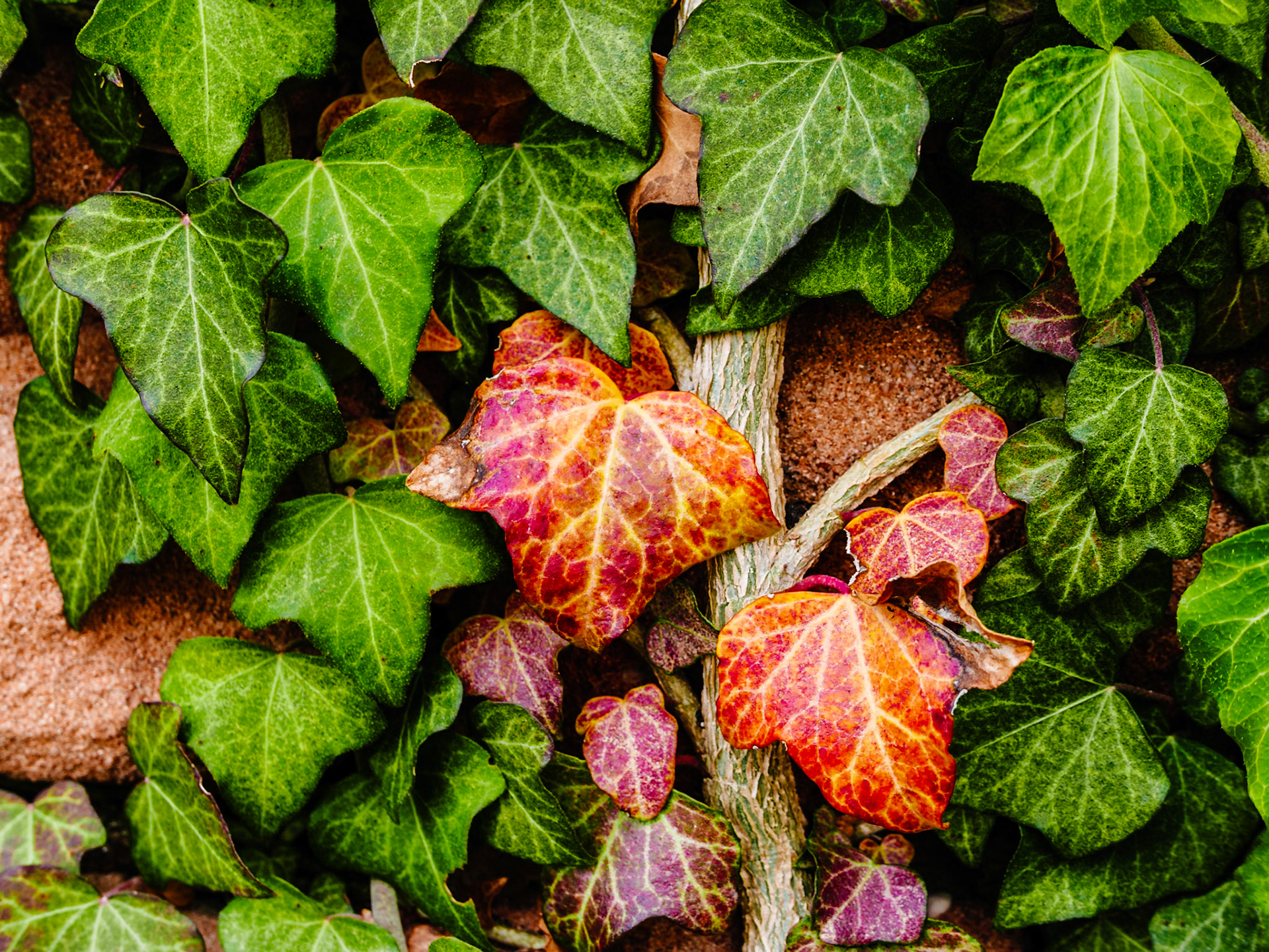 Climbing Ivy: Enkenbach, Germany