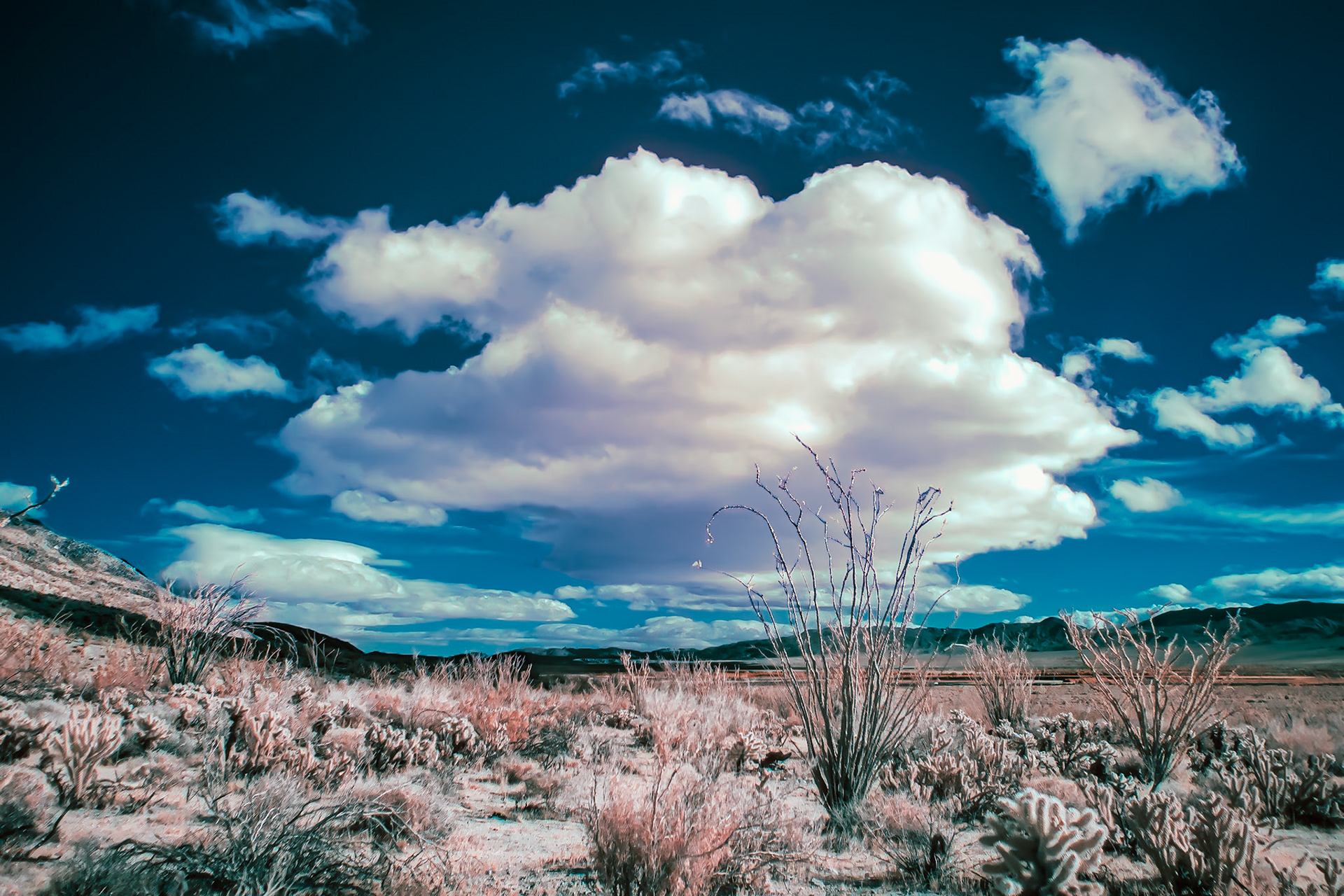 Ocotillo and Cholla Under a Cloud - IRFC: In Coyote Canyon, Anza-Borrego Desert State Park.  Infrared (720 nm) false color image.