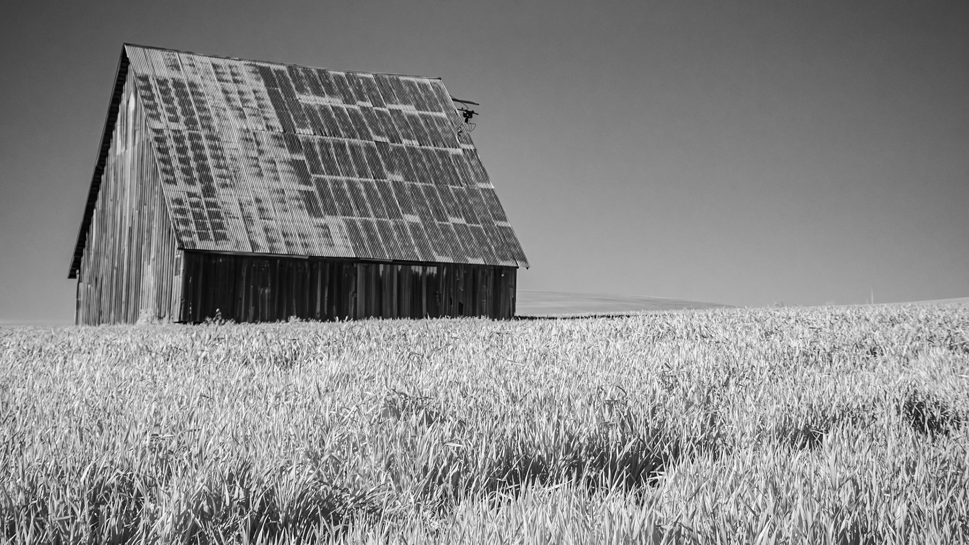 Old Barn - IR Black-and-White: An old barn in a wheat field in the Mill Creek plain just west of the Blue Mountains near Wallla Walla Washington.  Infrared (720 nm) Black-and-White image.