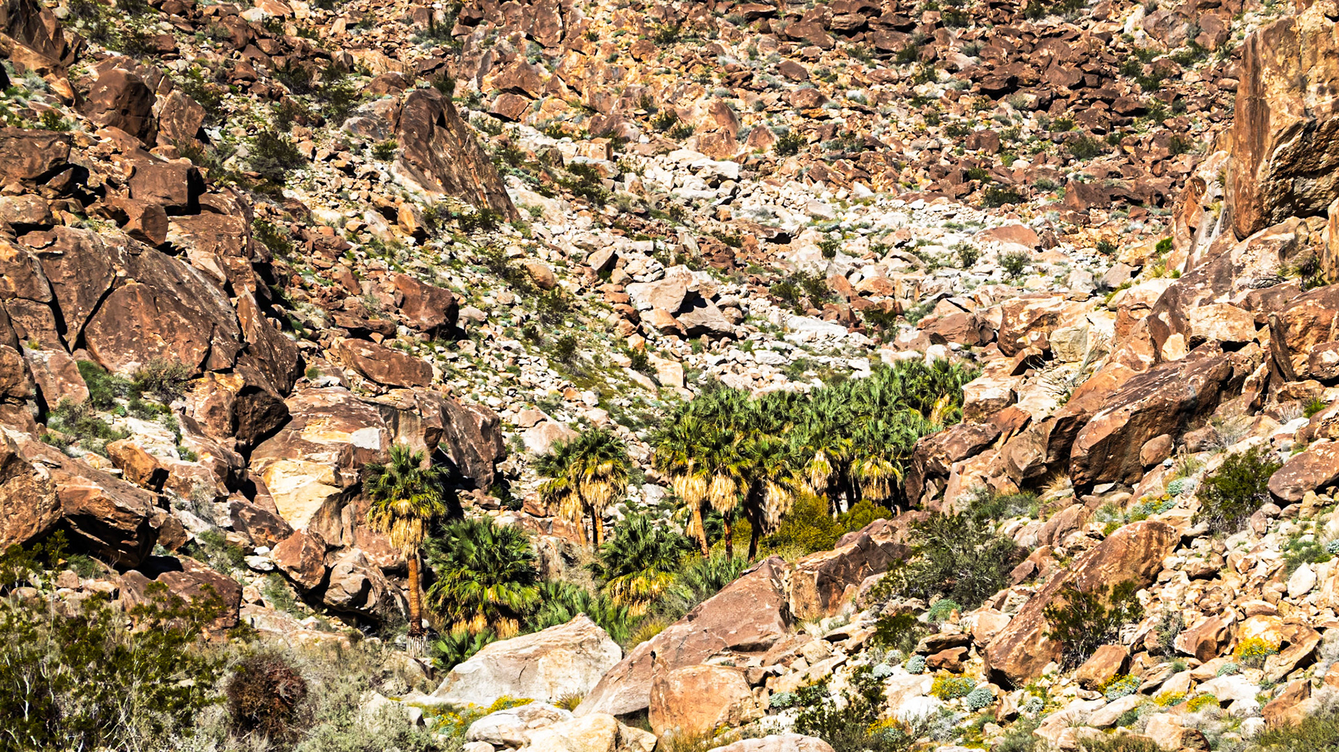 Palm Oasis: A desert oasis at the head of Palm Canyon is fed by rain captured as runoff from the surroudning San Ysidro Mountains or by spring-fed groundwater.  The oasis is frequently visited by bighorn sheep.