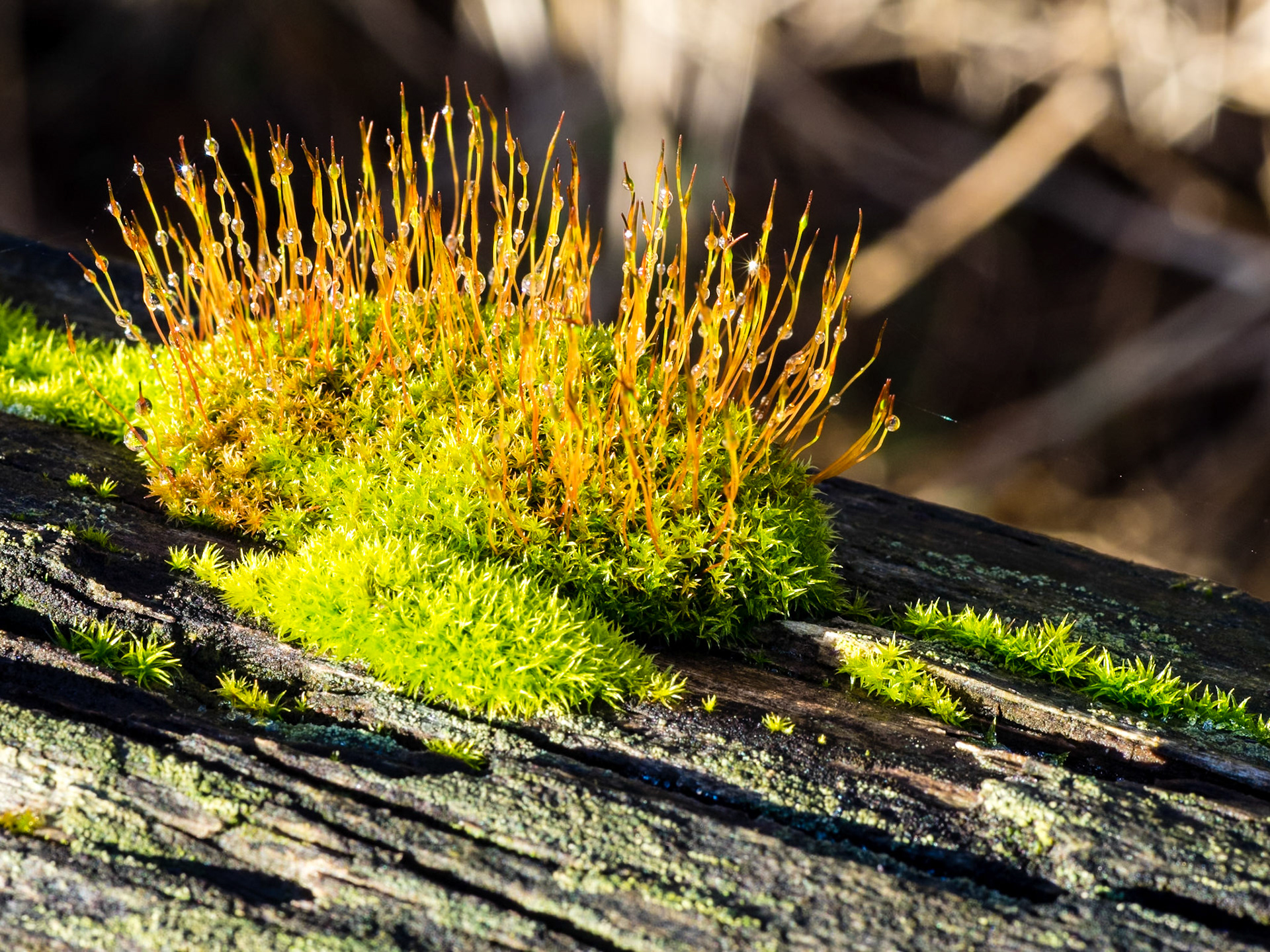 Dew on Moss:
