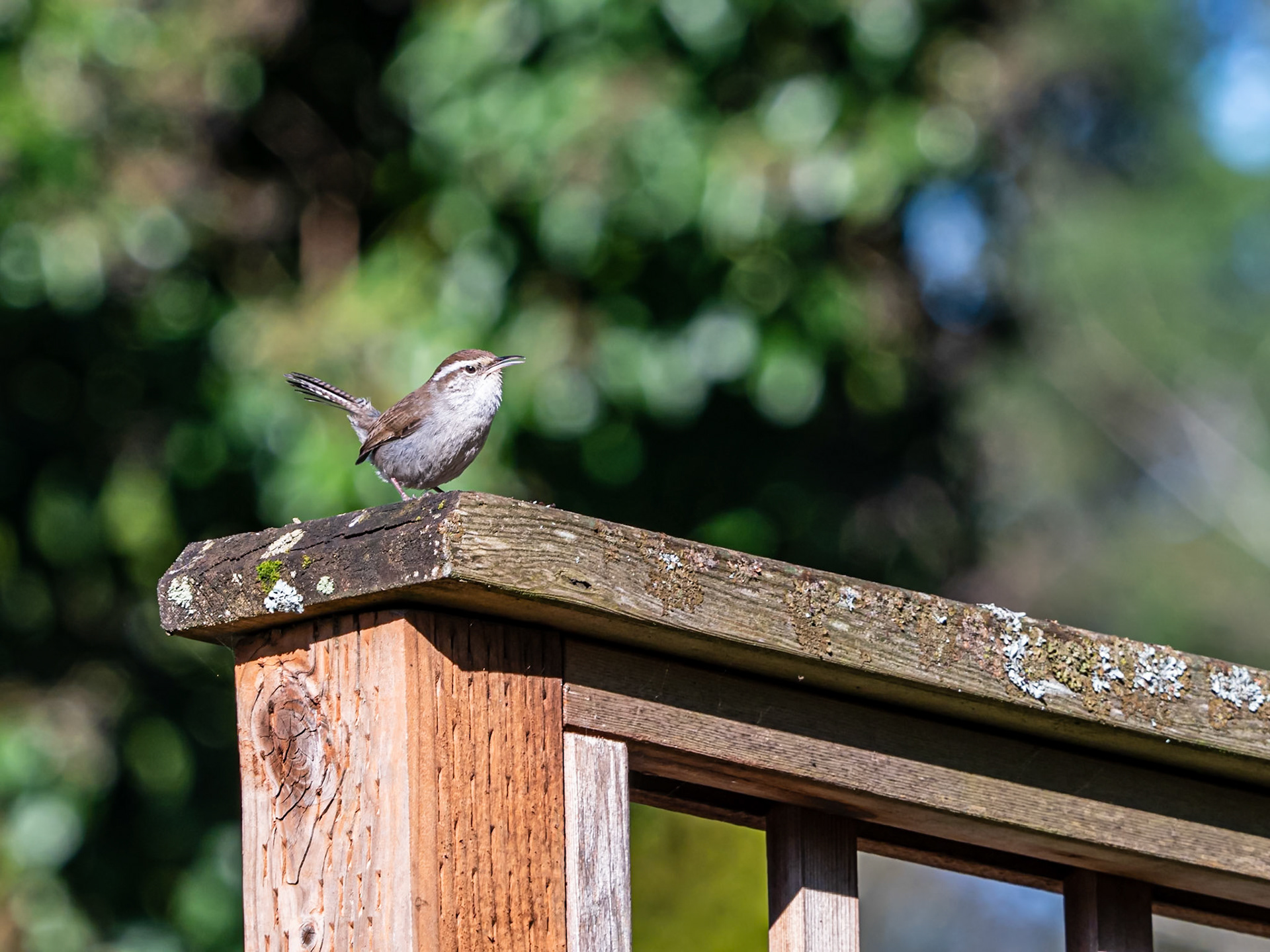 Bewick's Wren on Fence: A Bewick's Wren eyes a nearby feeder in Redmond Washington