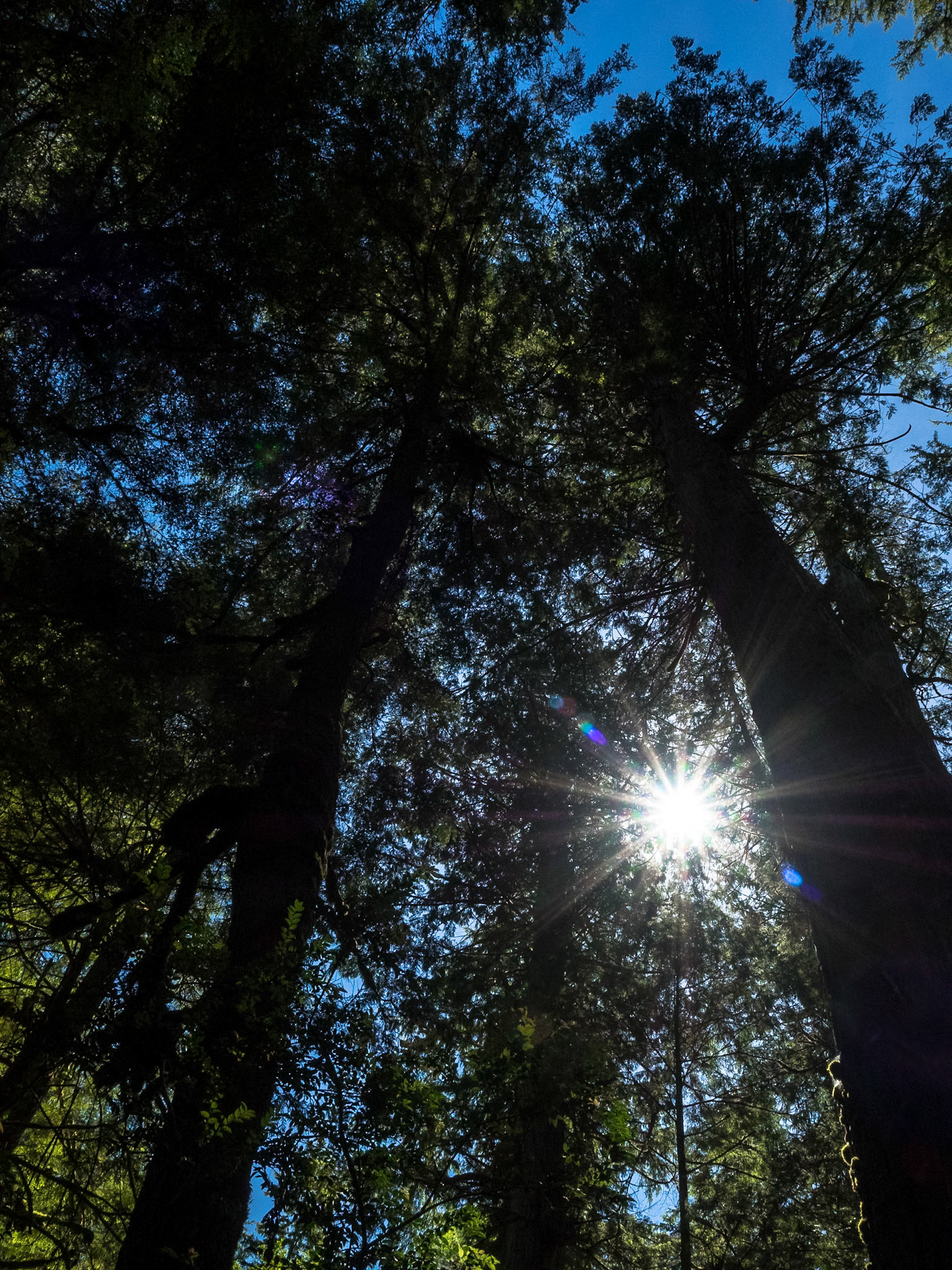 Old Growth Canopy: Light filters through the high canopy of a mixed old-growth forest of western hemlock and western red cedar on the trail from Lake Ozette to the Olympic National Park Coast and Marine Sancturary.