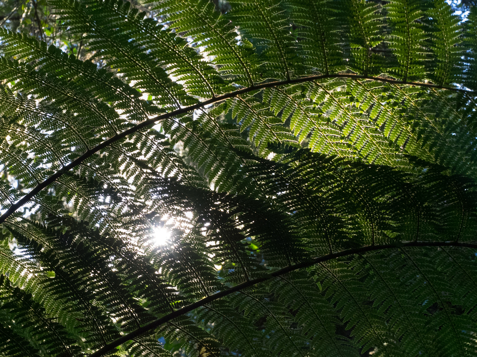 Silver Fern on the Track to Riwaka Resurgence: Silver Fern provides a low canopy to much of the trail to the resurgence.