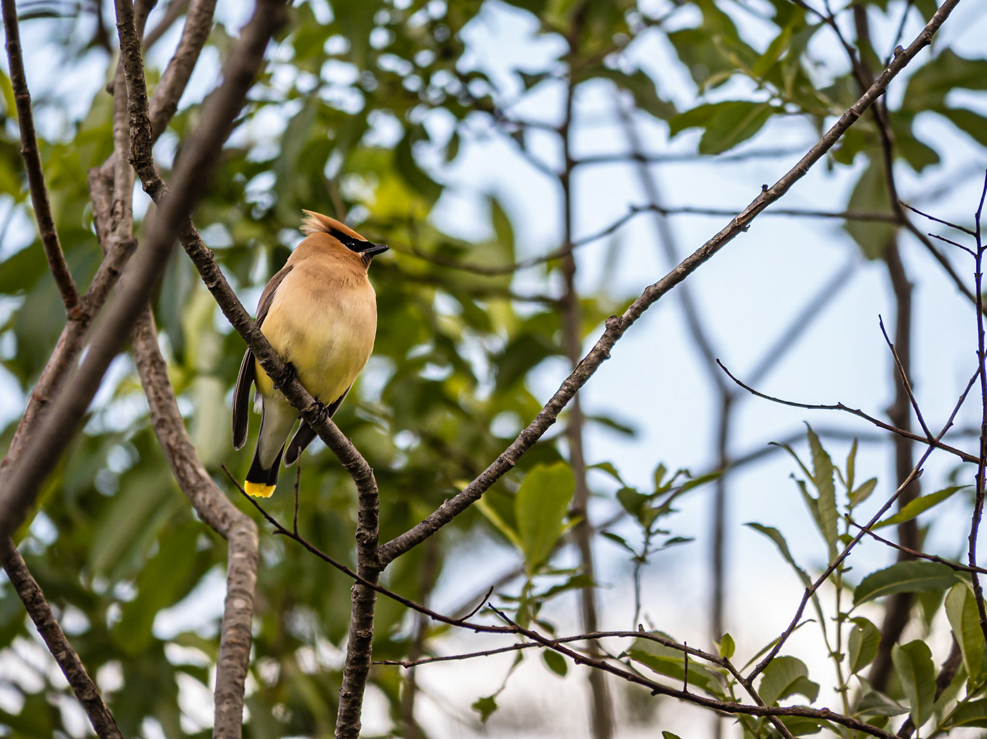 Cedar Waxwing: Marymoor Park in Redmond WA