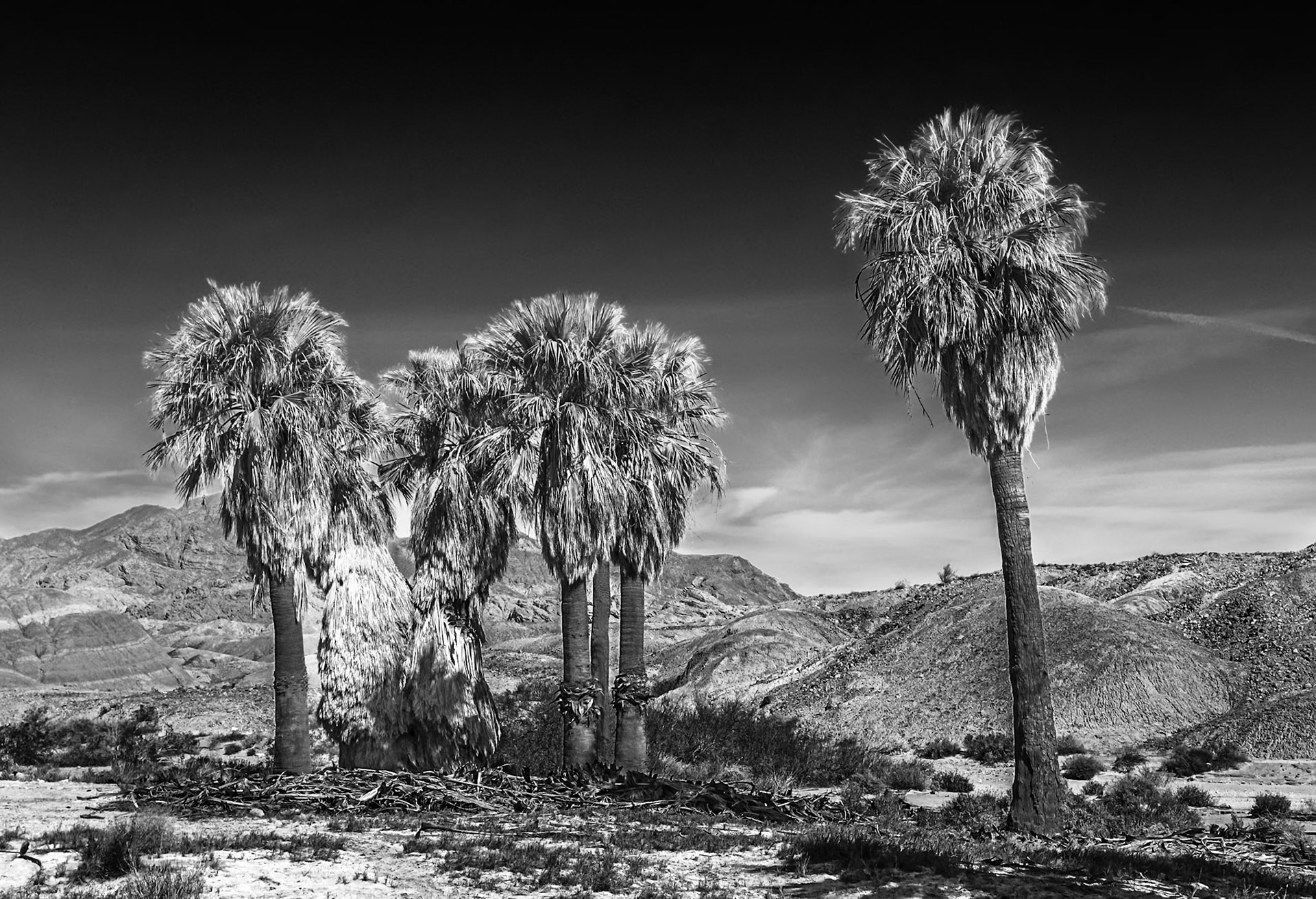 17 Palms Oasis Black-and-White: In the Anza-Borrego Desert