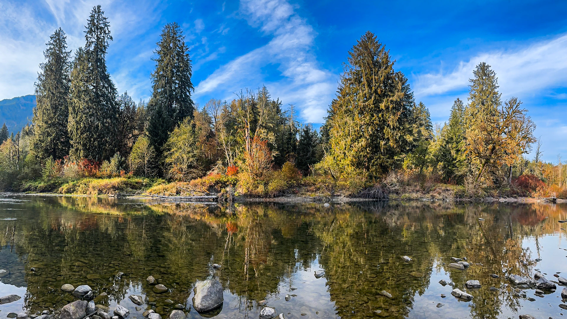 Autumn River Panorama: Low and calm water on the Middle Fork of the Snoqualmie River  reflects mixed evergreen and autumn foliage colors.