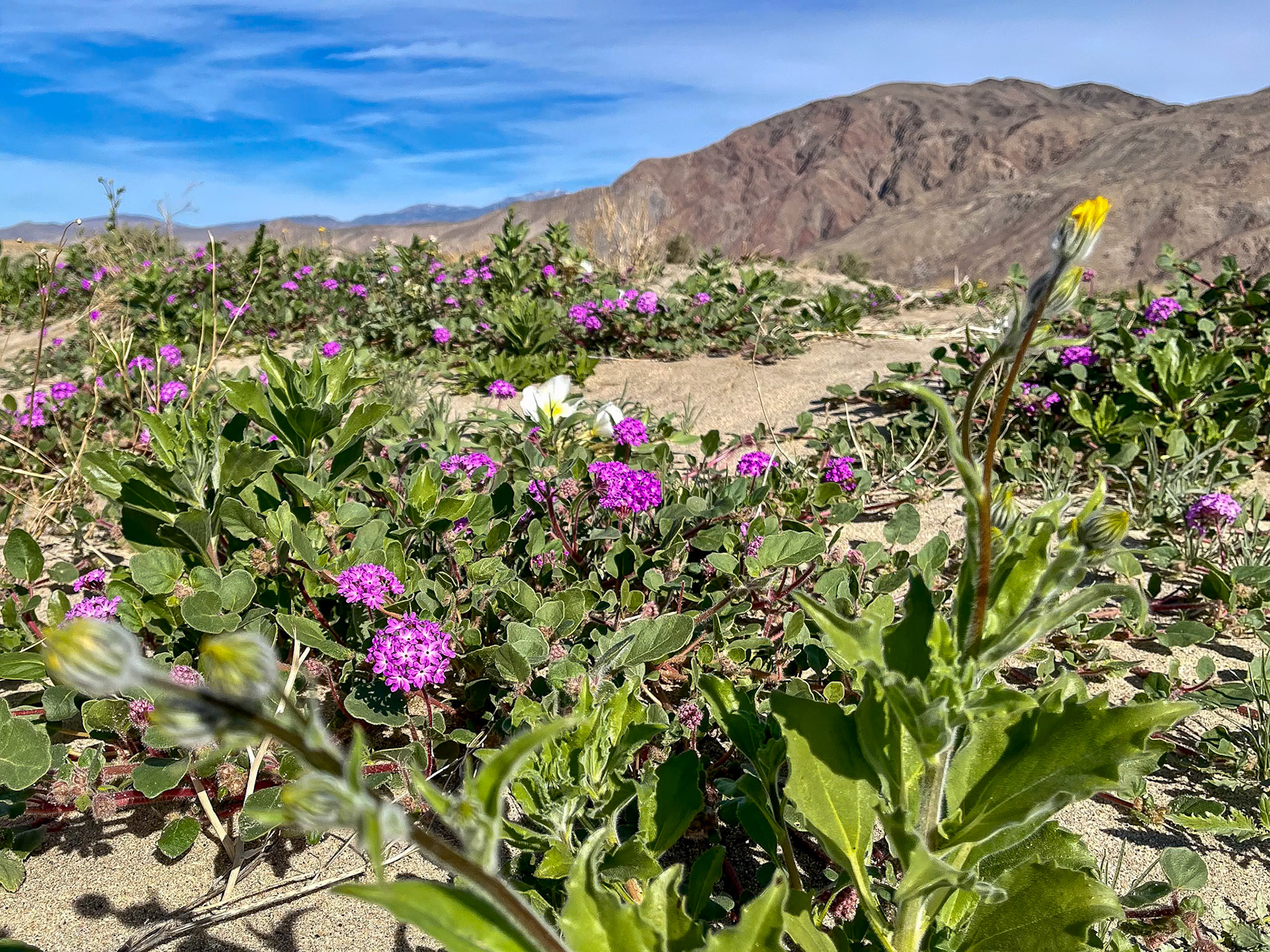 Desert Wildflower Blooms: Sand Verbena, Dune Evening Primrose and Desert Sunflower near Henderson Road in Borrego Springs CA.