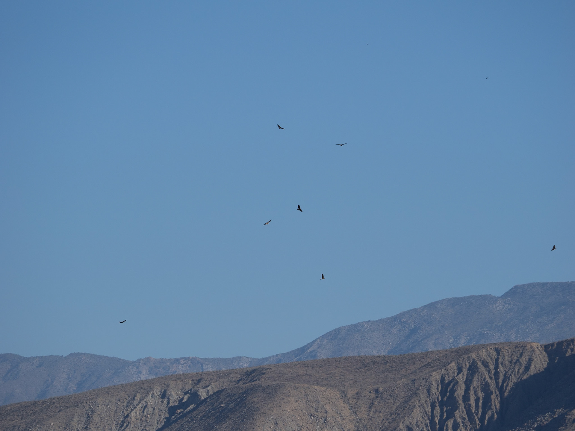 A Kettle of Hawks: A group (aka kettle) of Swainsons hawks catch a  lift on a "thermal" of warm morning air to continue their migration north.