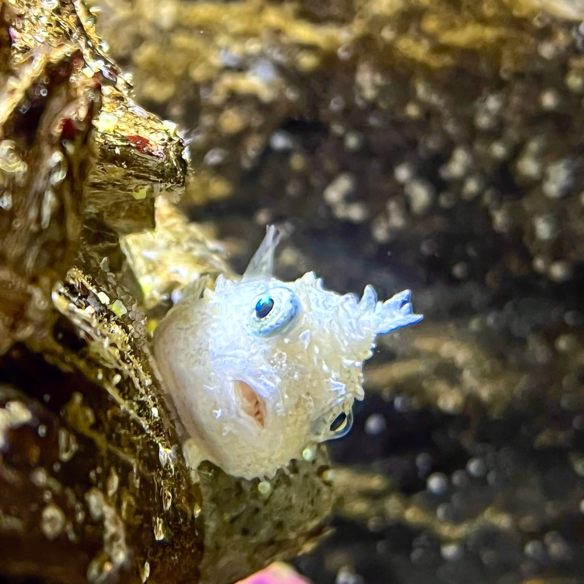 Pacific Spiny Lumpsucker: The Pacific spiny lumpsucker (Eumicrotremus orbis) at the Marine Science Center in Newport Oregon.
