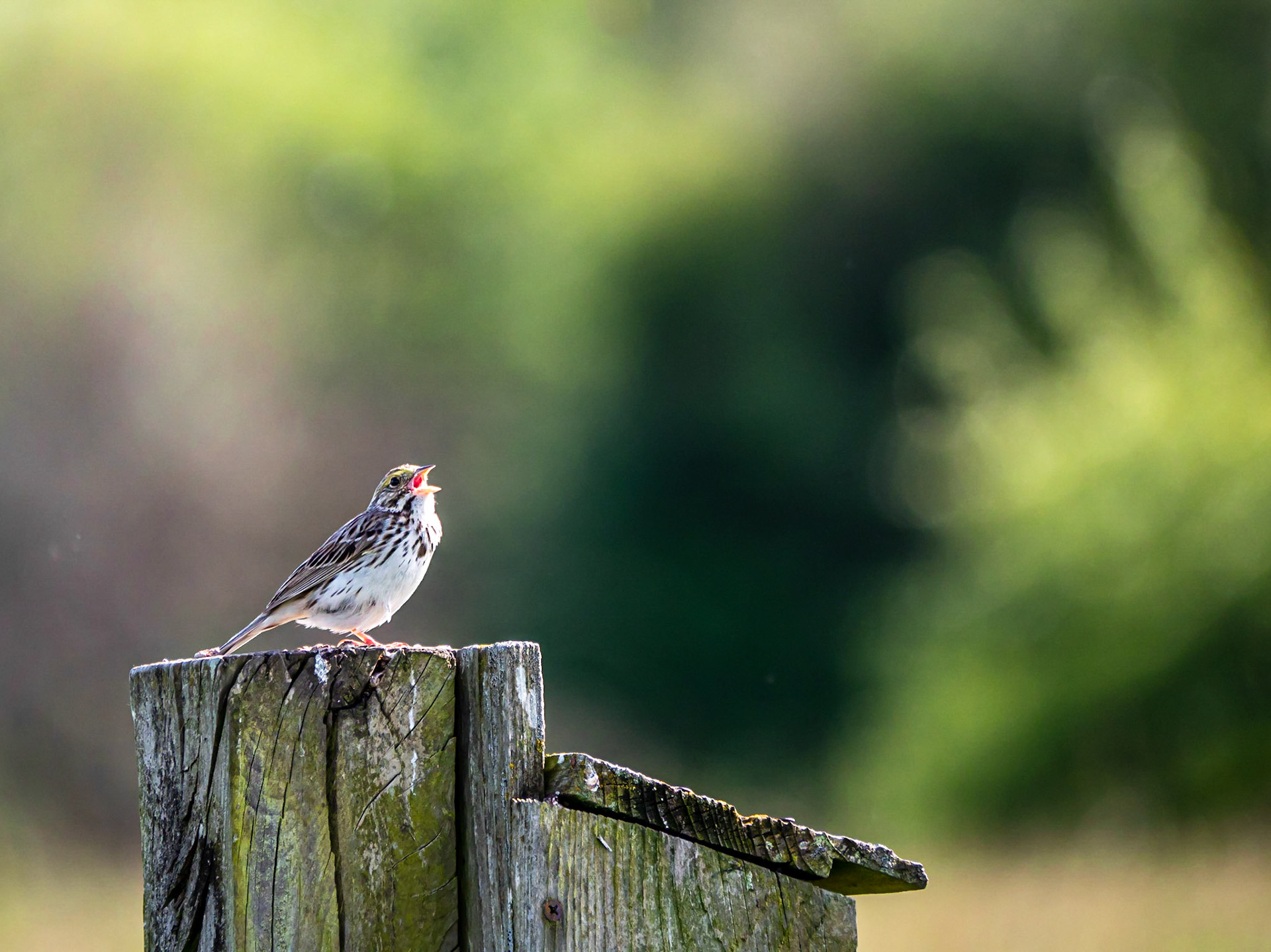 Savannah Sparrow: Marymoor Park in Redmond WA