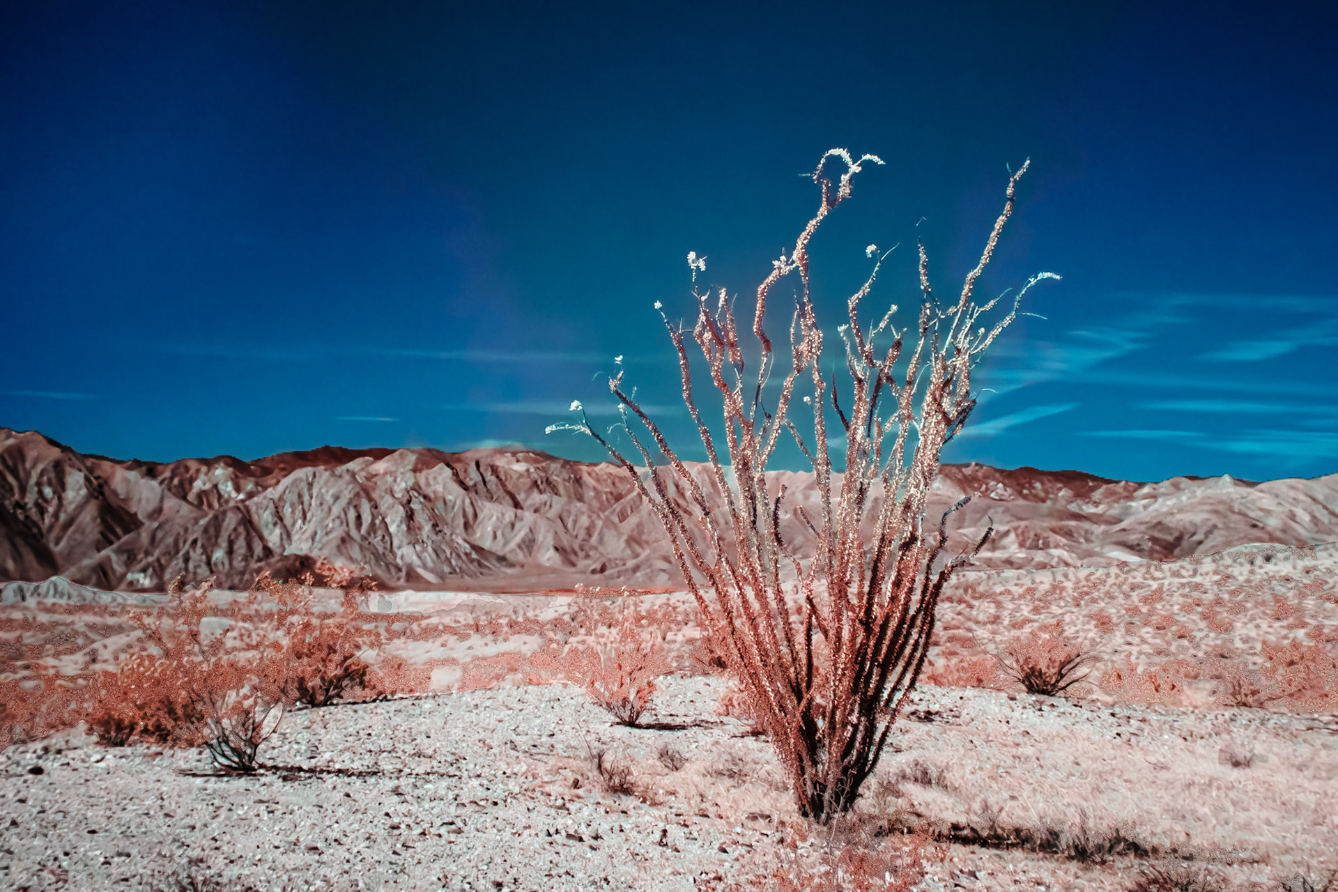 Ocotillo in Bloom - IRFC: Ocotillo in bloom along the Thimble Trail in the Anza-Borrego Desert State Park, Infrared (720 nm) false color image.