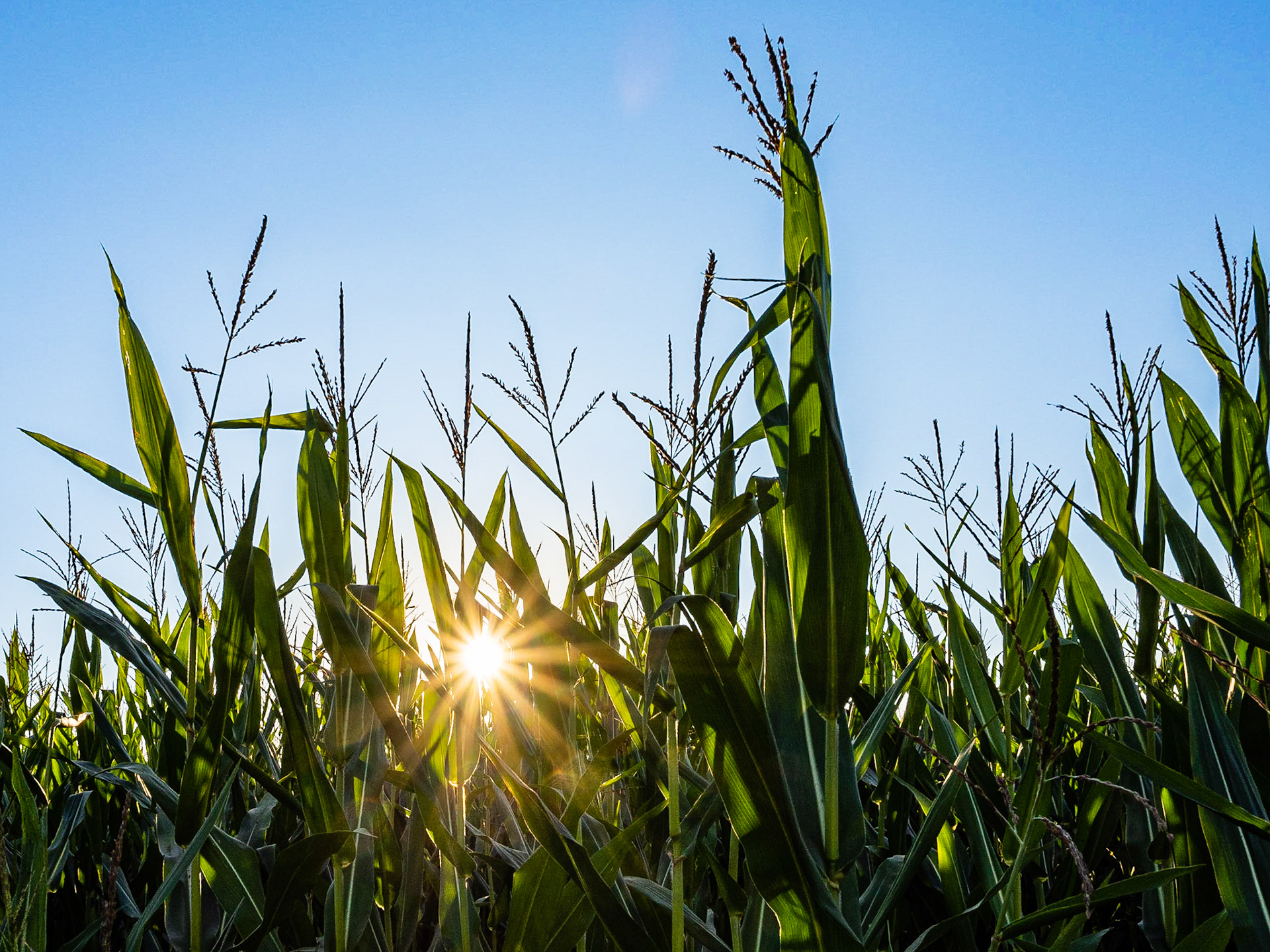 Corn Maze Sun: The sun peaks through the corn maze at the Muddy Boots Pumpkin Patch in Duvall Washington.