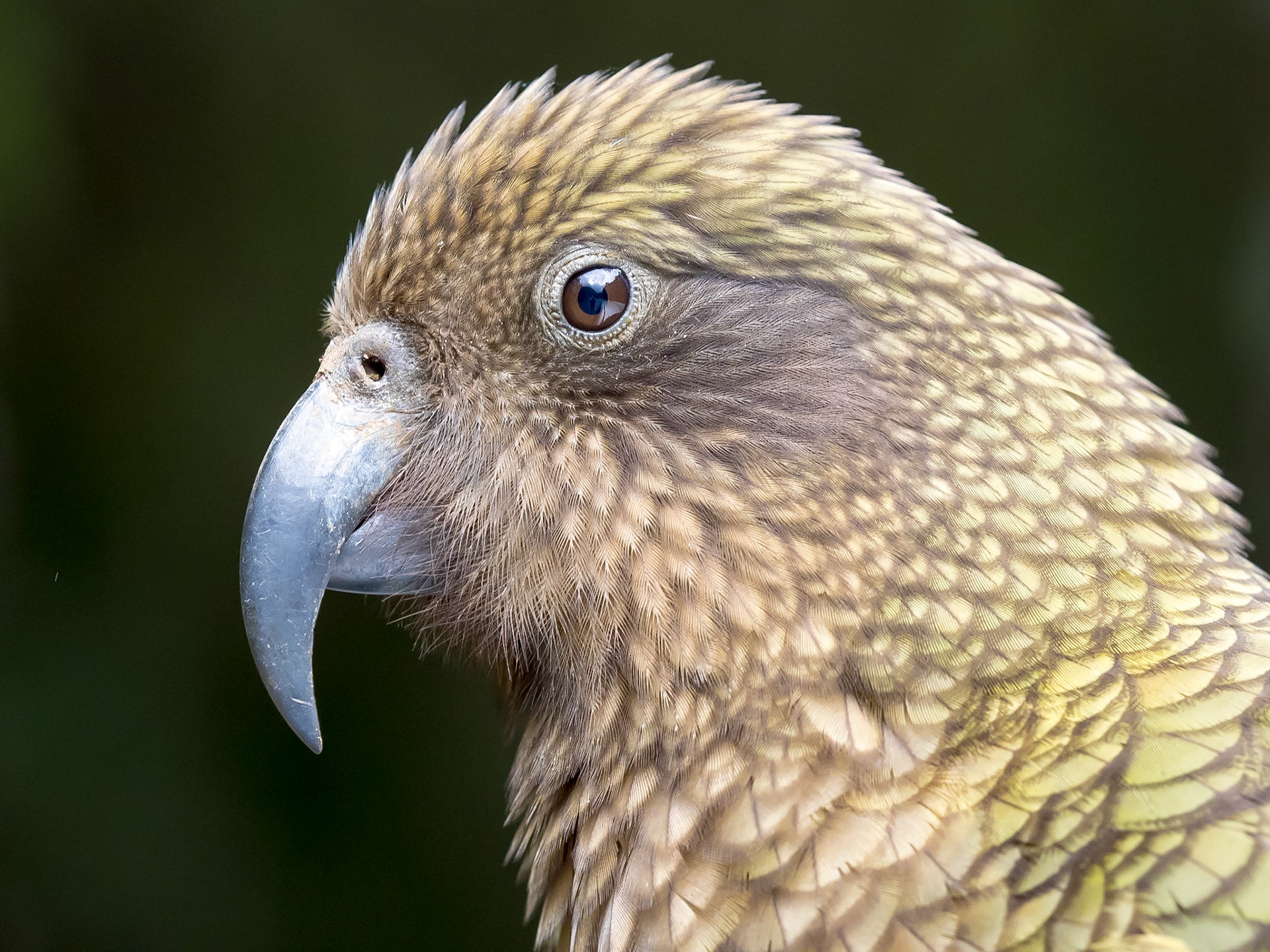 Kea - A Mountain Parrot: Kea are highly intelligent mountain birds capable of problem solving and using tools.