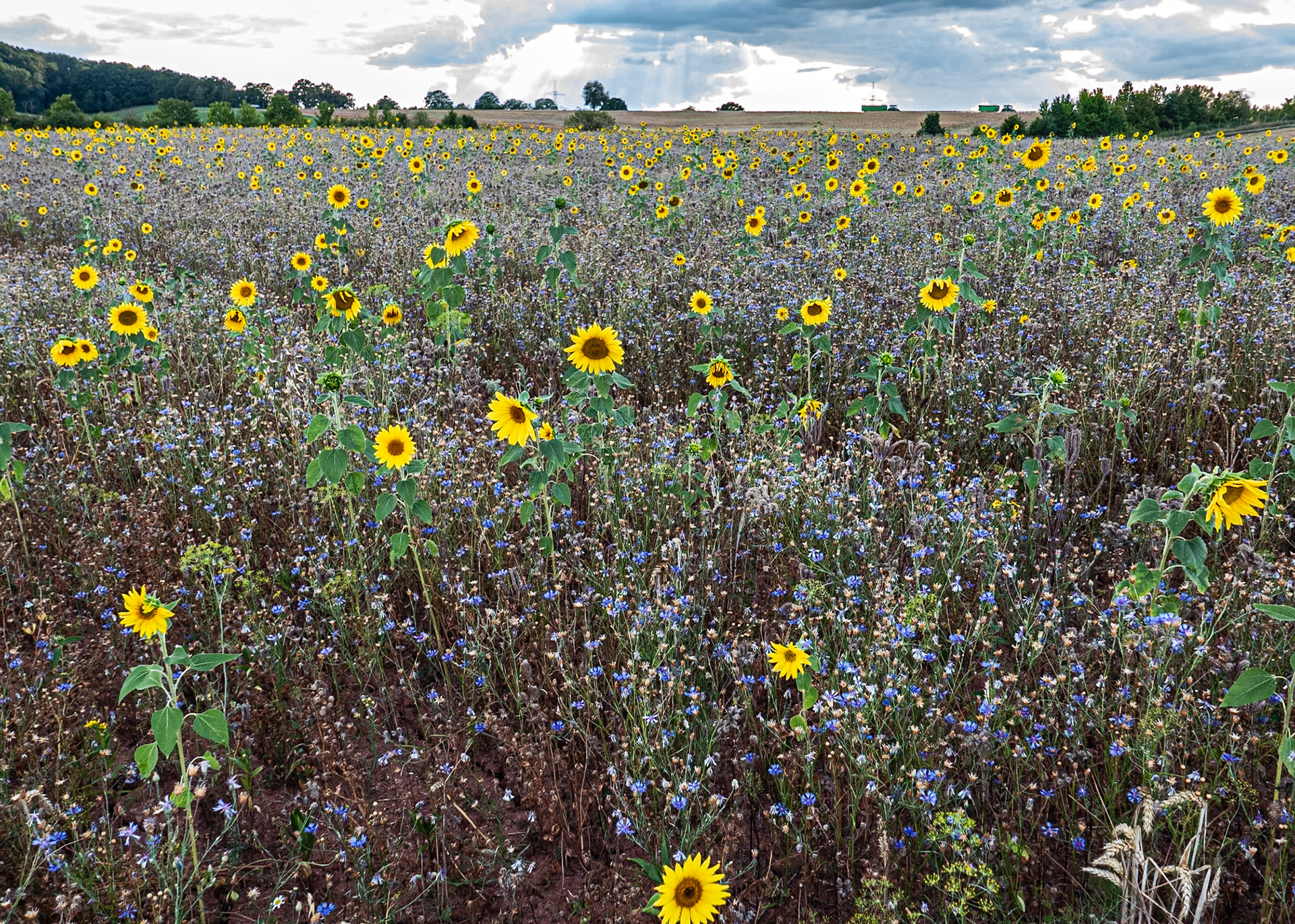 Sunflower Field: Farmers field in Münchweiler en der Alsenz Germany
