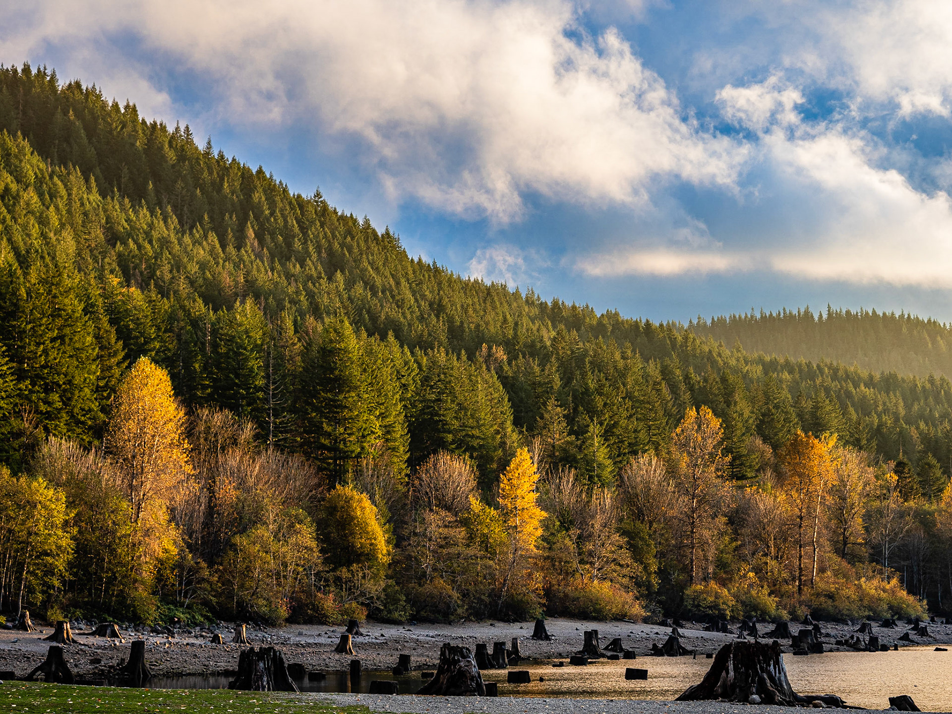 Golden Hour Trees: At the shoreline of Rattlesnake Lake Washington