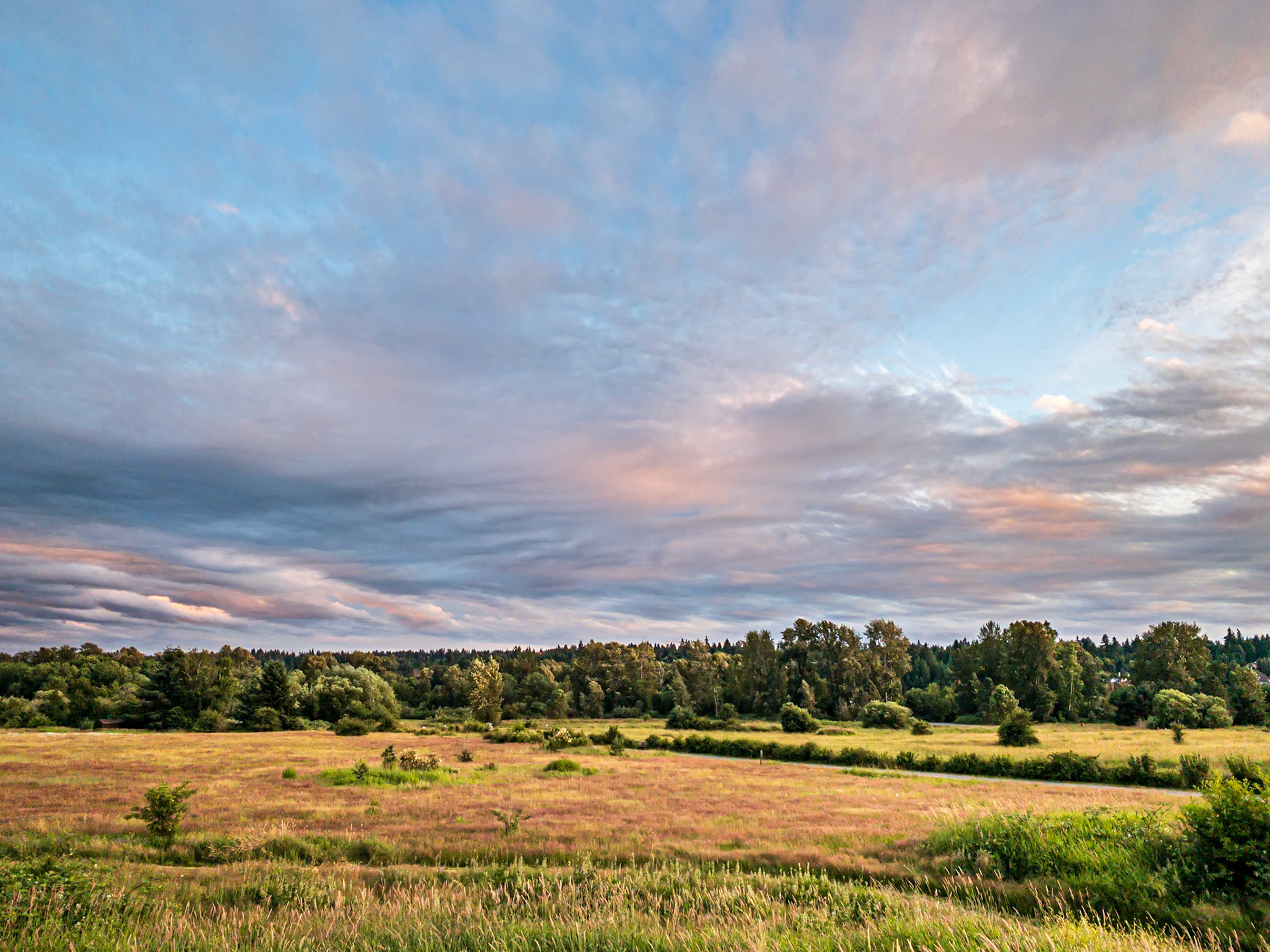 Birding Meadows: The upland meadows at Redmond Washington's Marymoor Park provide great habitat for viewing many bird species year round.