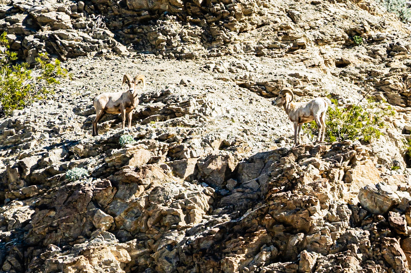Bighorn Overlook: Looking over the Quartz Vein Wash in the Anza-Borrego Desert.
