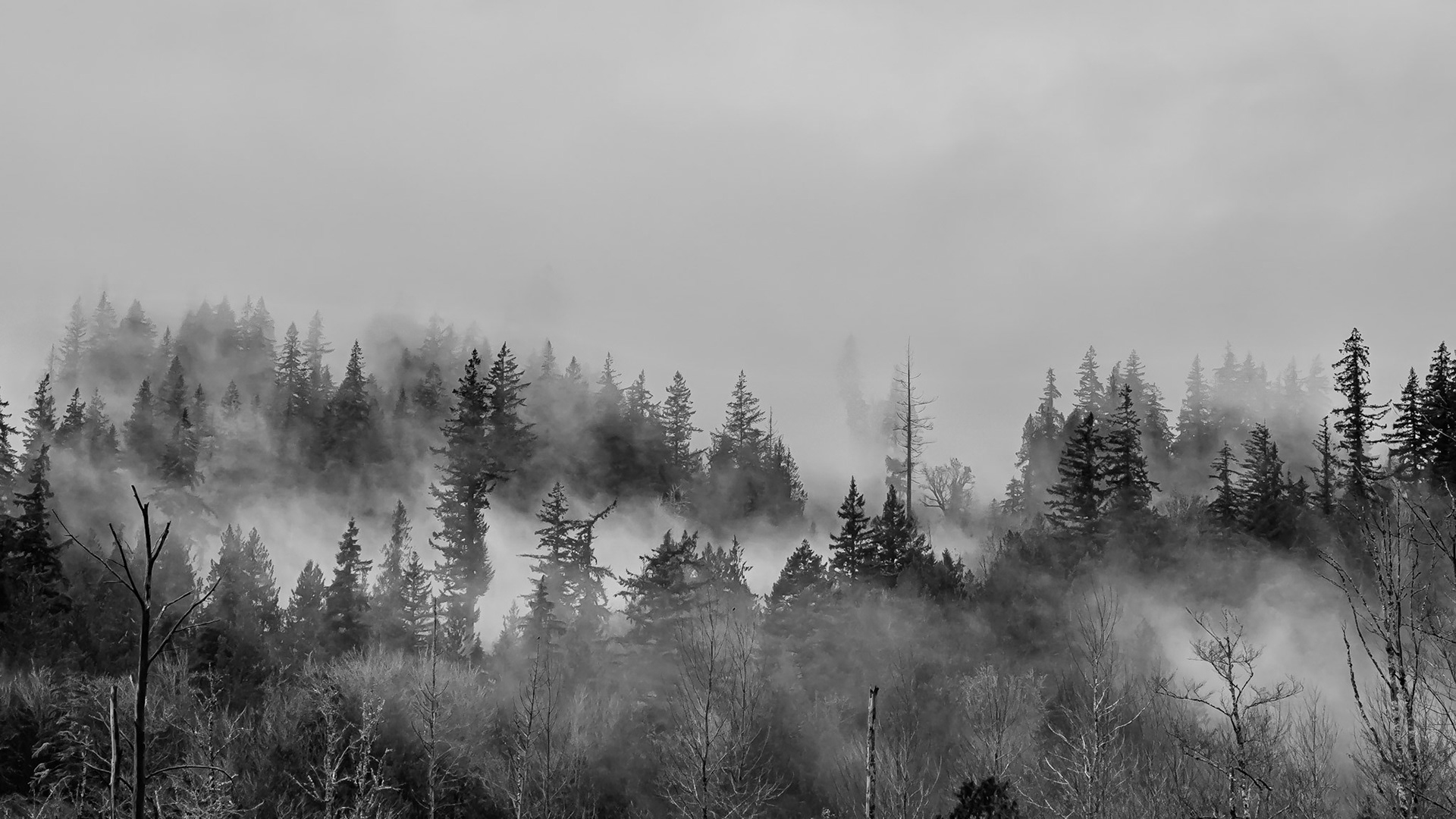 Cascade Mist: Fog rises from the Cascade Mountains foothills on a misty day.