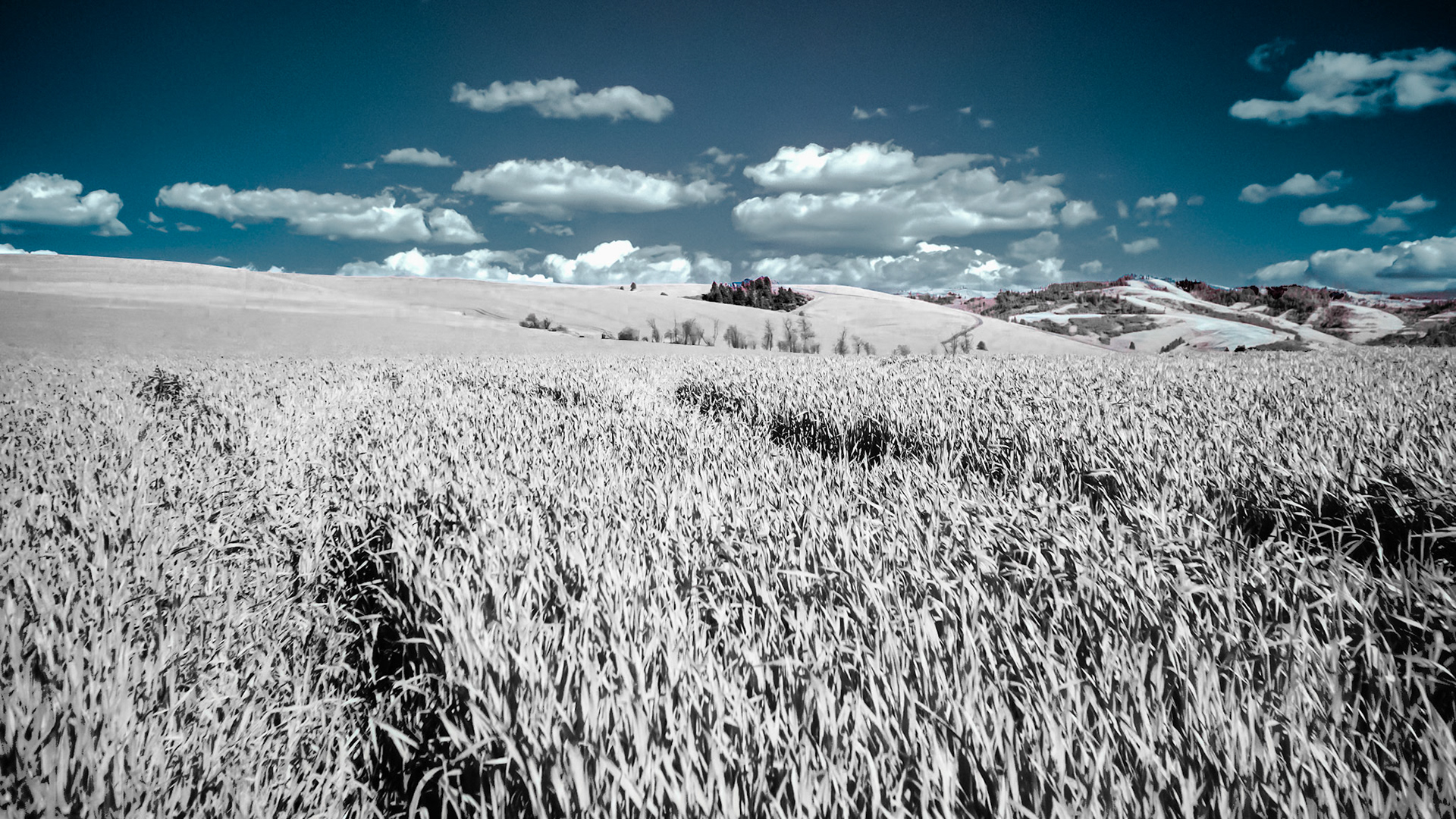 Wheat Fields - IRFC: Rolling hills of wheat blend into the Blue Mountains in southeast Washington near Walla Walla.  Infrared (720 nm) false color image.