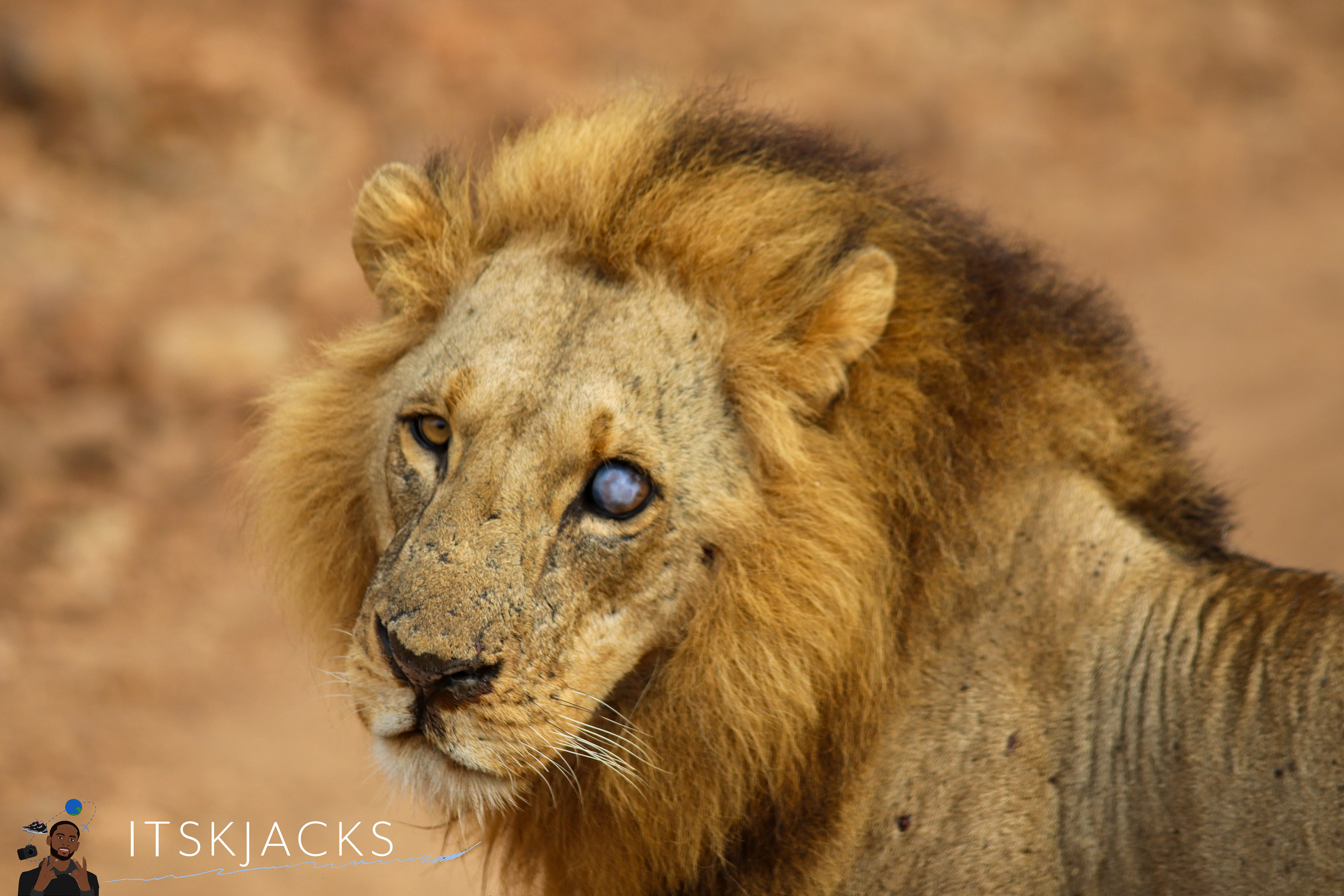 Scar The Half-Blind Lion. Nairobi 2021