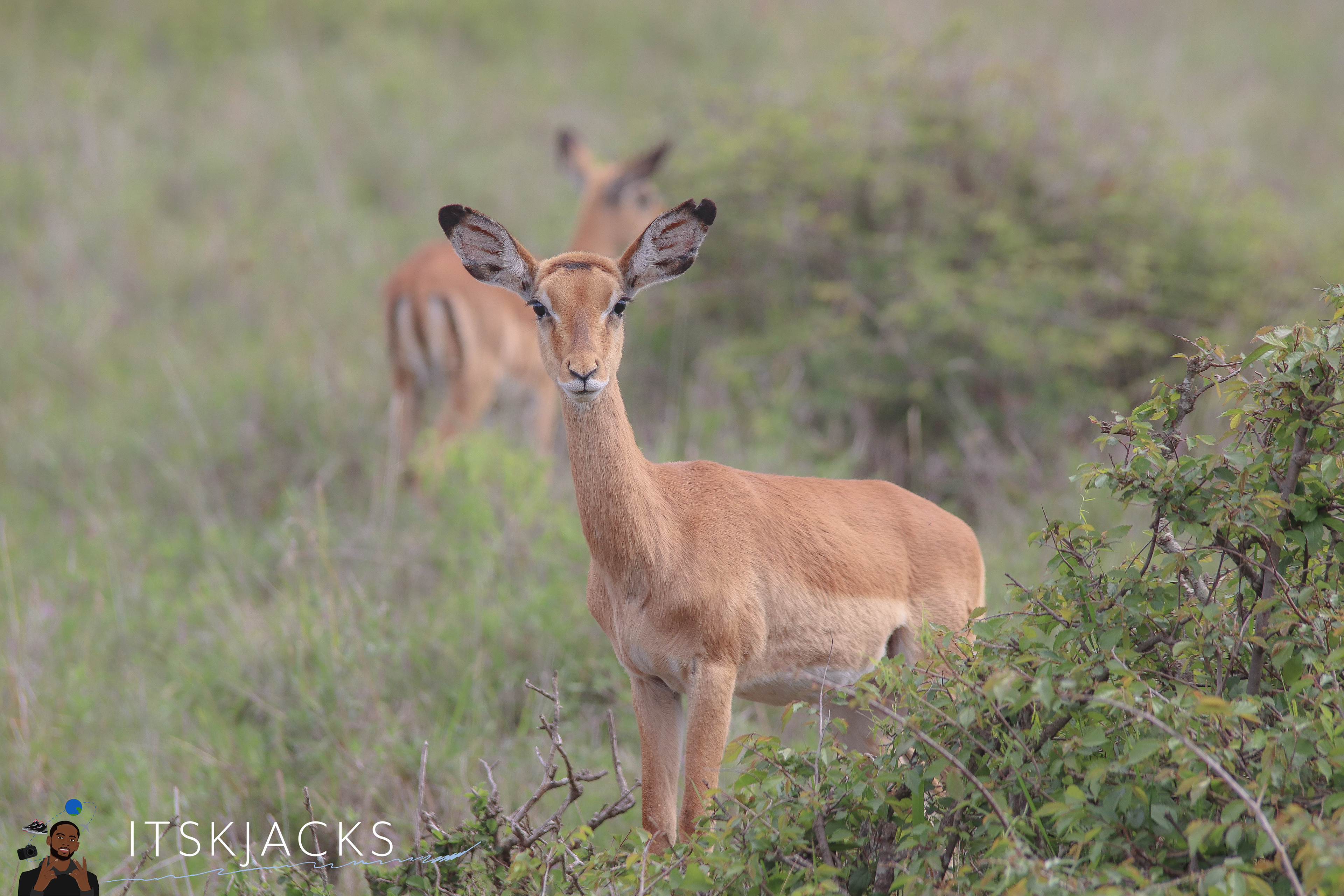 Eye Contact. Nairobi. 2021