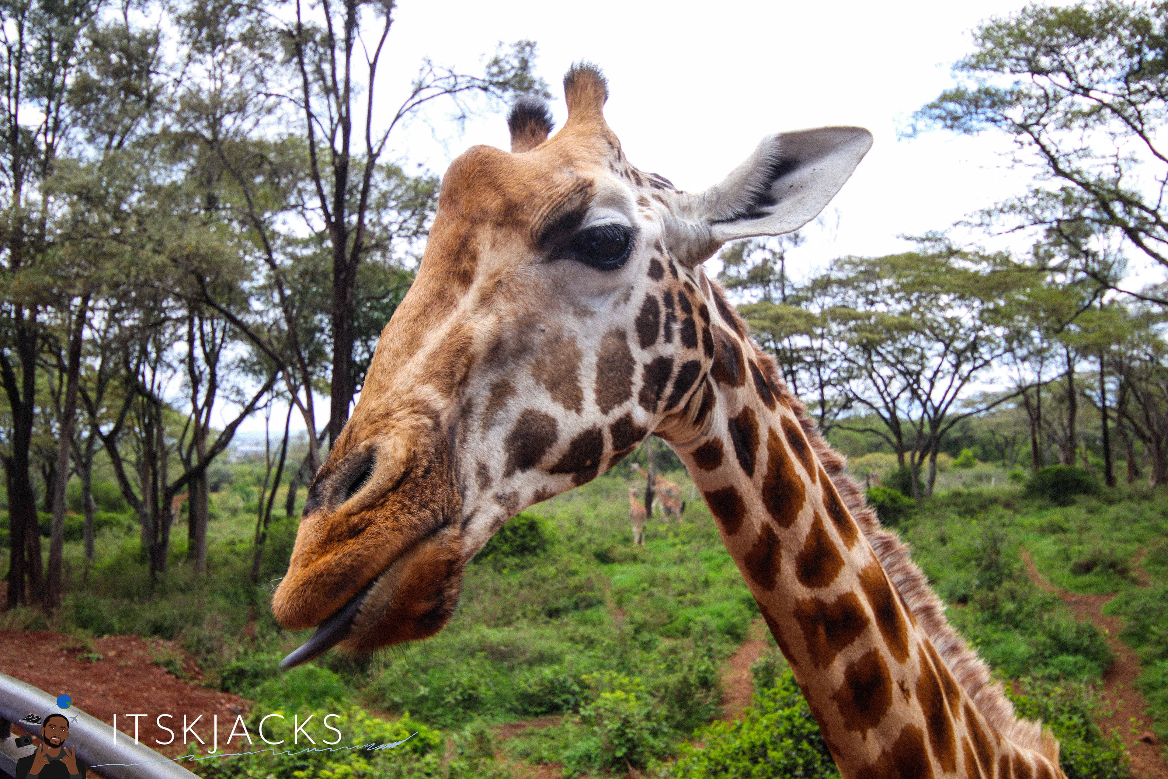 Kelly The Giraffe. Nairobi. 2021