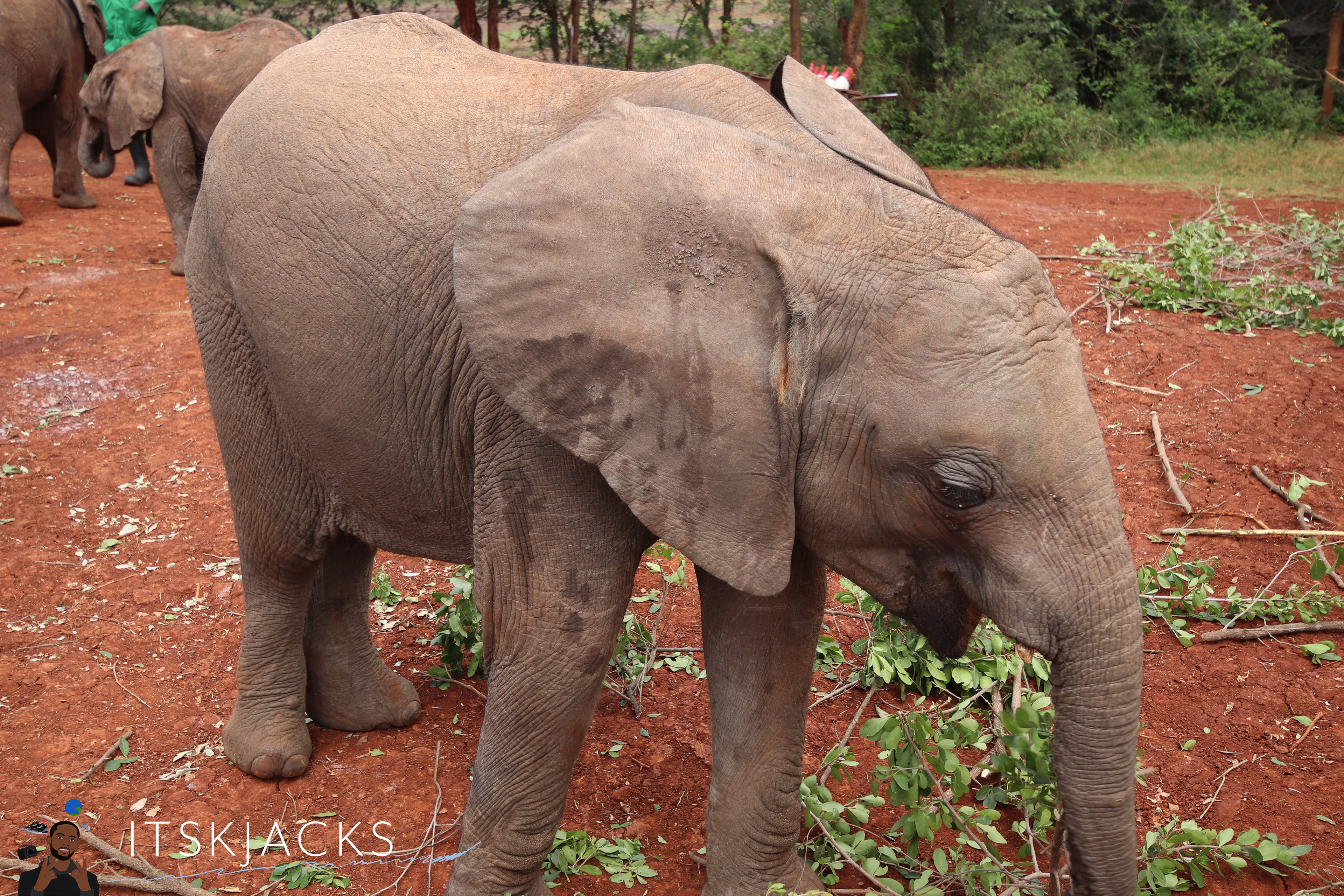 Rescued Elephant. Nairobi. 2021