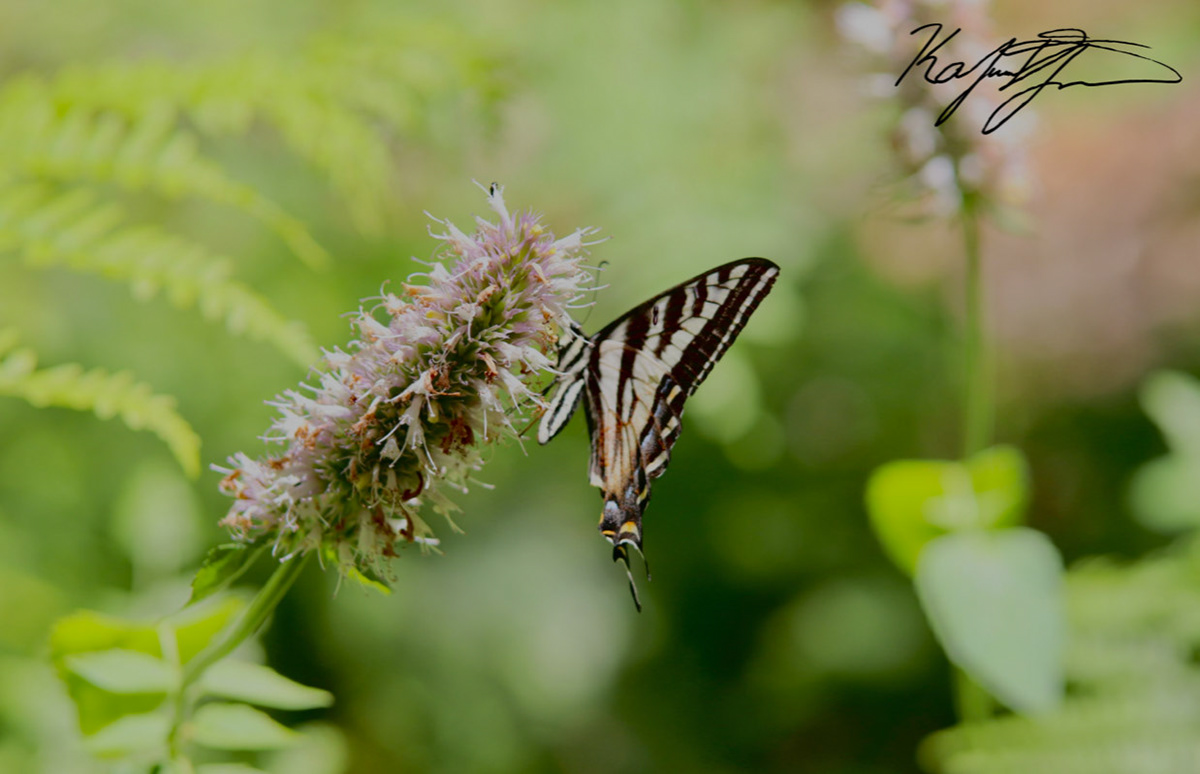 Pale Swallowtail. California. 2020