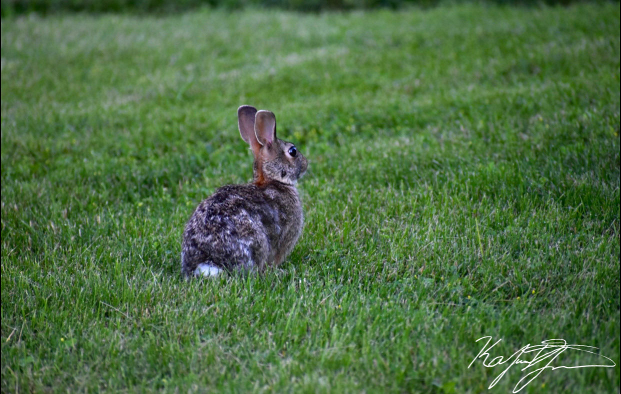 Loose Rabbit. Downer's Grove, IL. 2019
