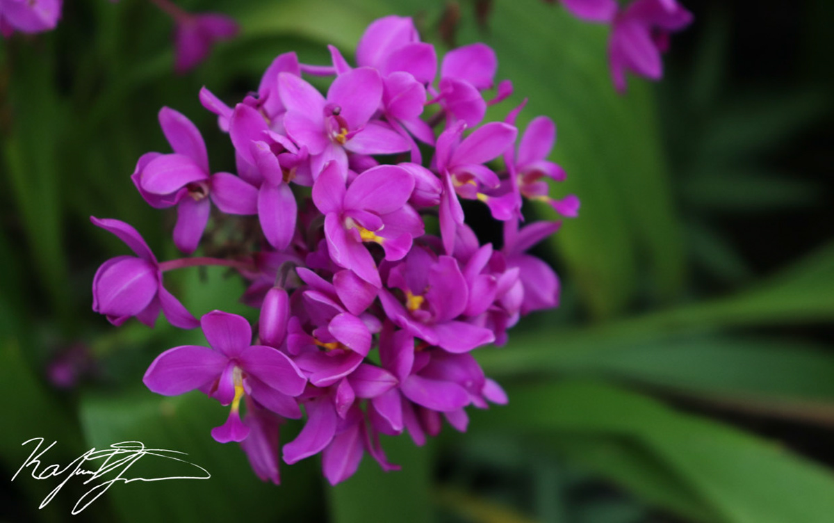 Purple Gillyflower. Chicago. 2019 