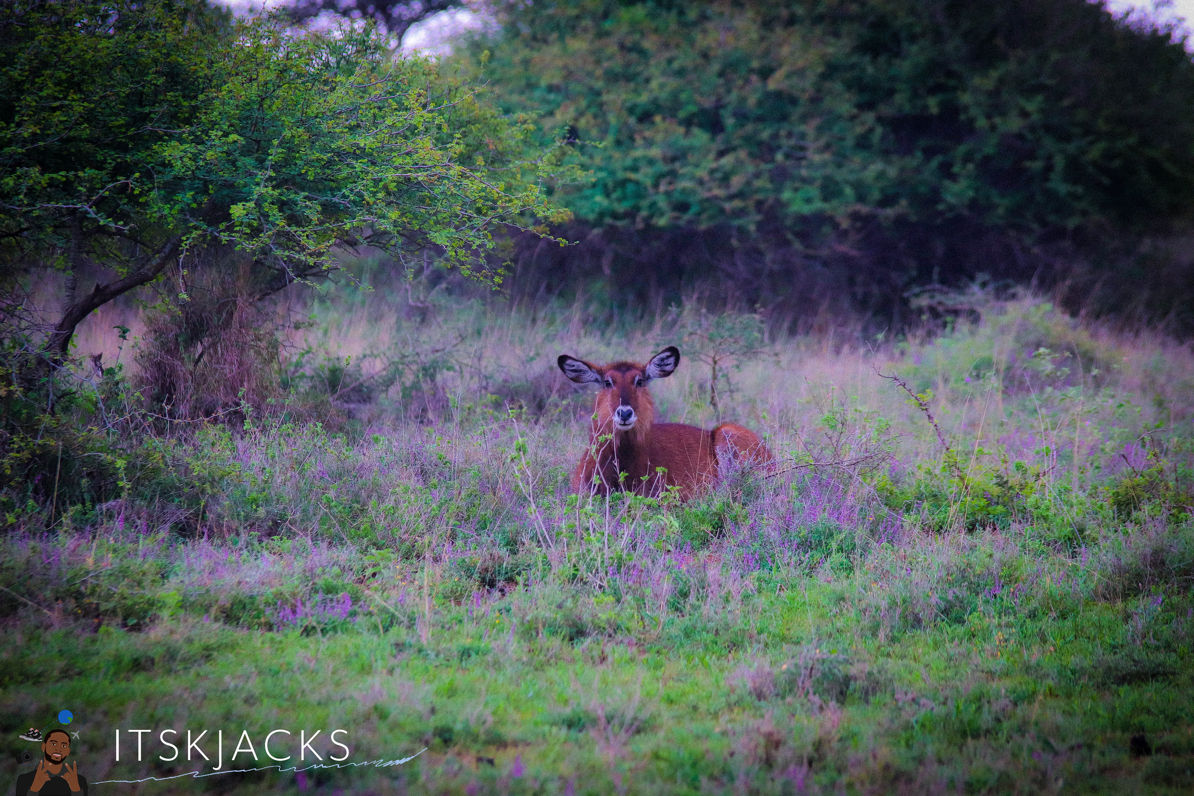 Sitting In Flowers. Nairobi. 2021