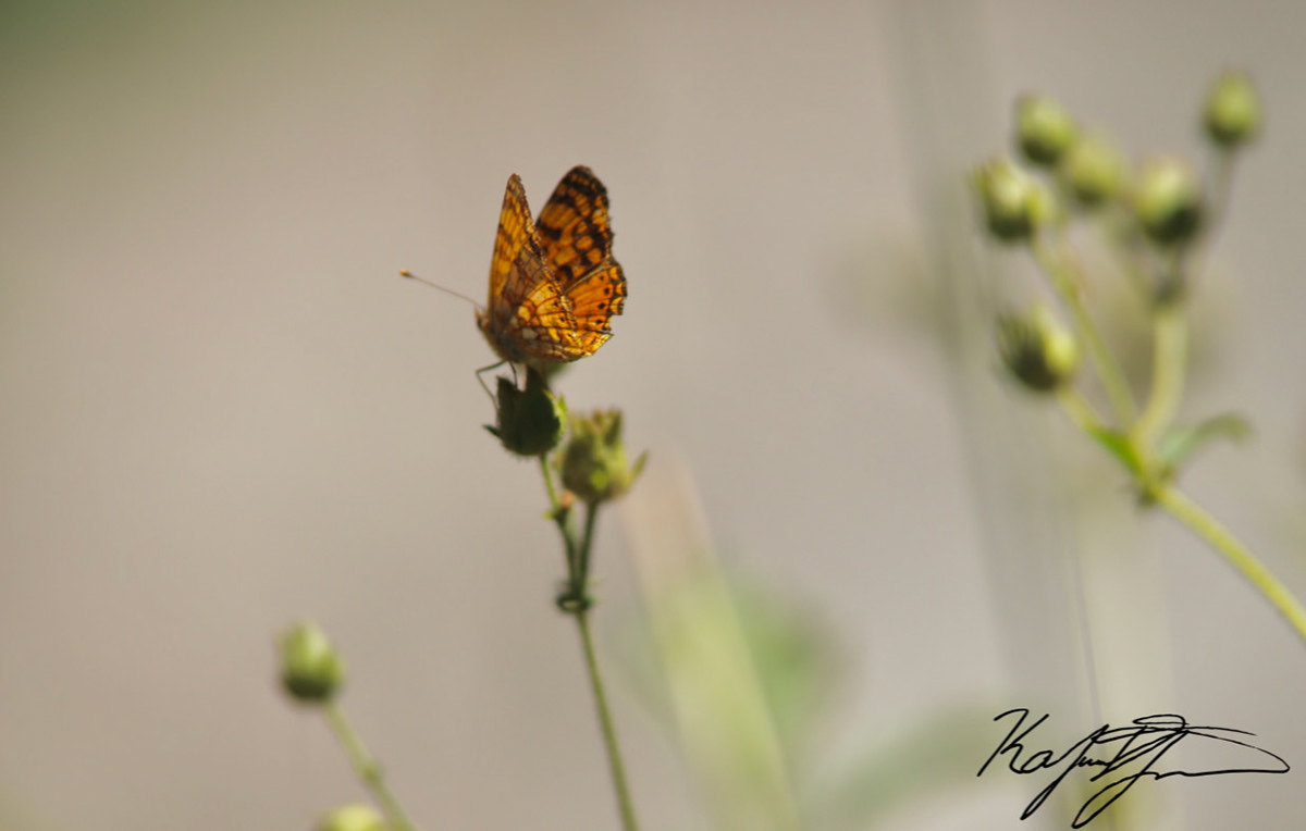 Gulf Fritillary. California. 2020