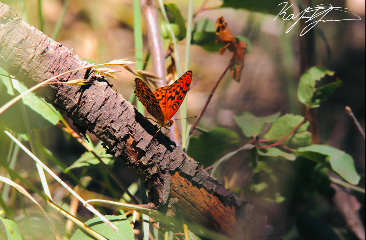 Gulf Fritillary. California 2020