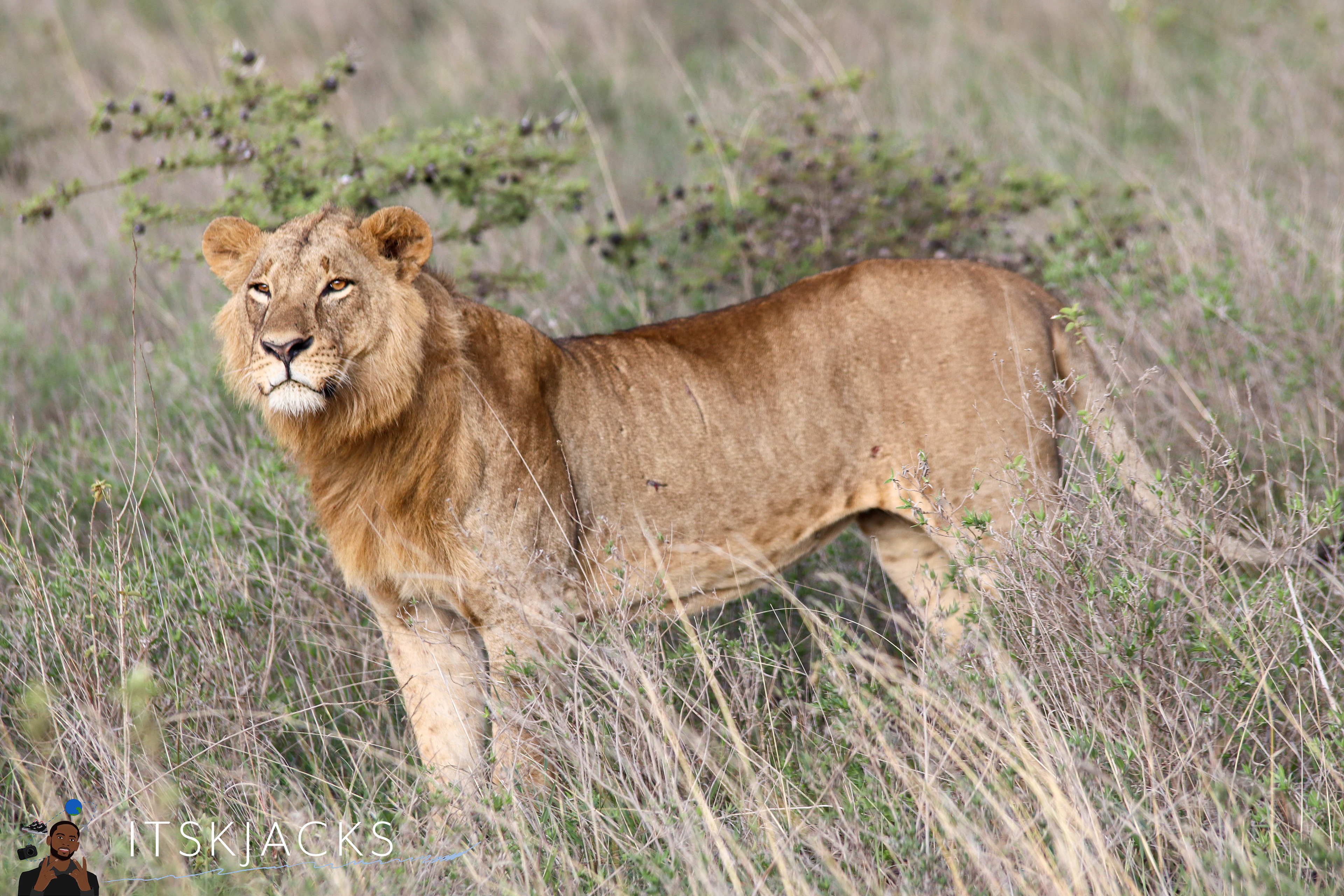 Young Simba. Nairobi. 2021