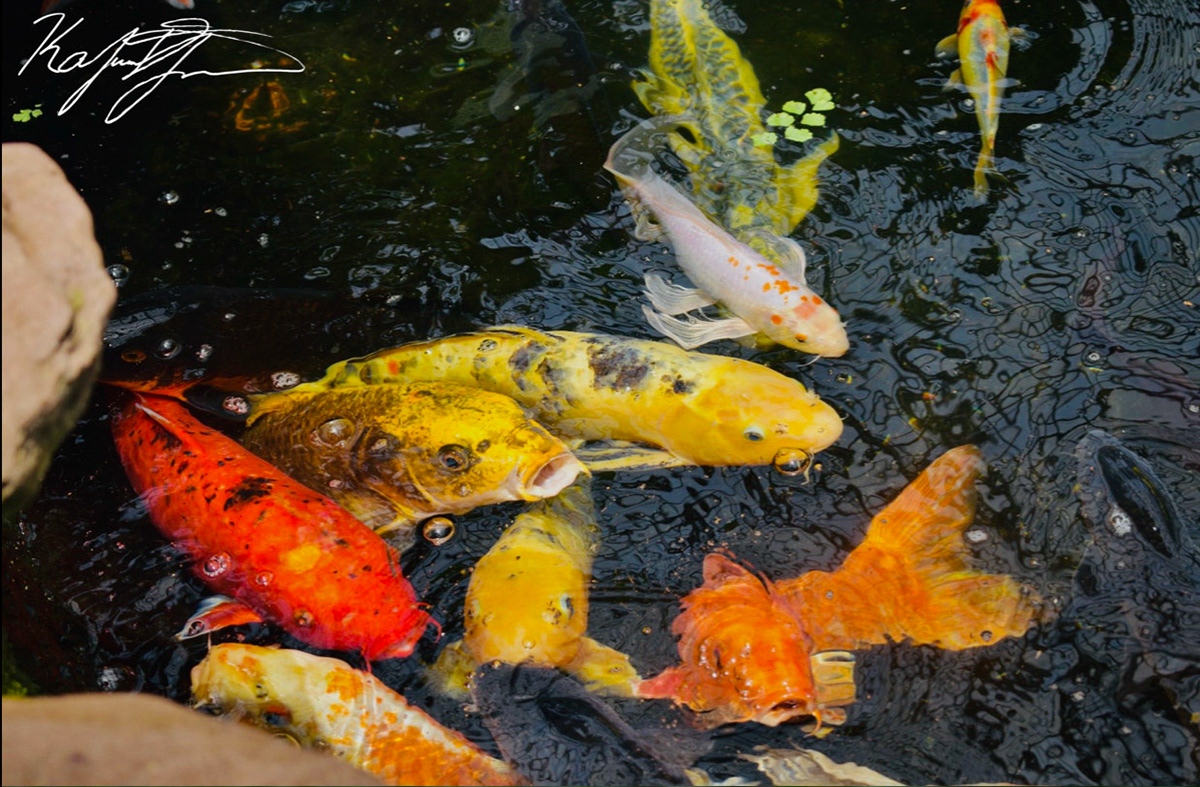 Koi Pond. Chicago. 2019