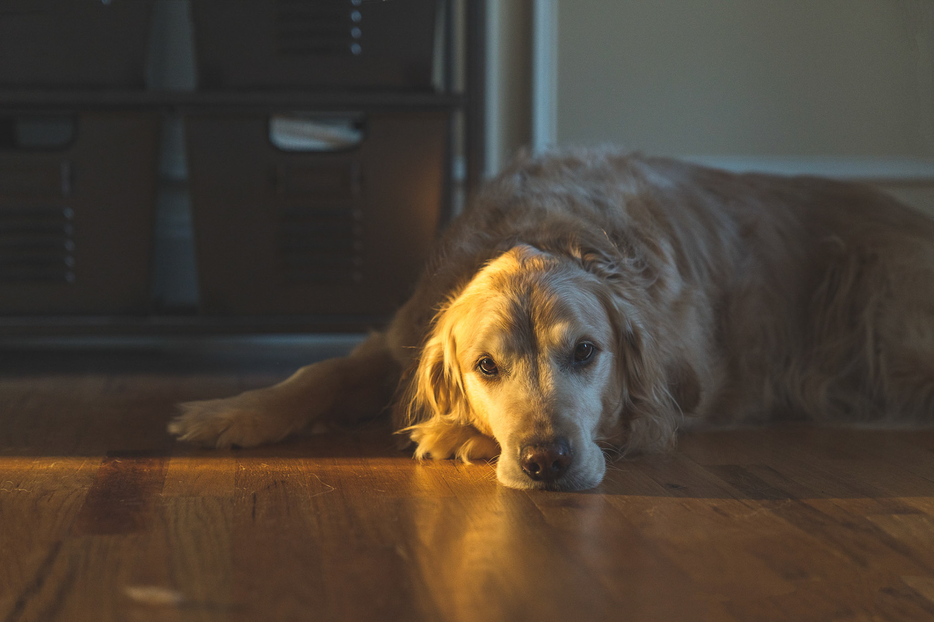 Golden Hour