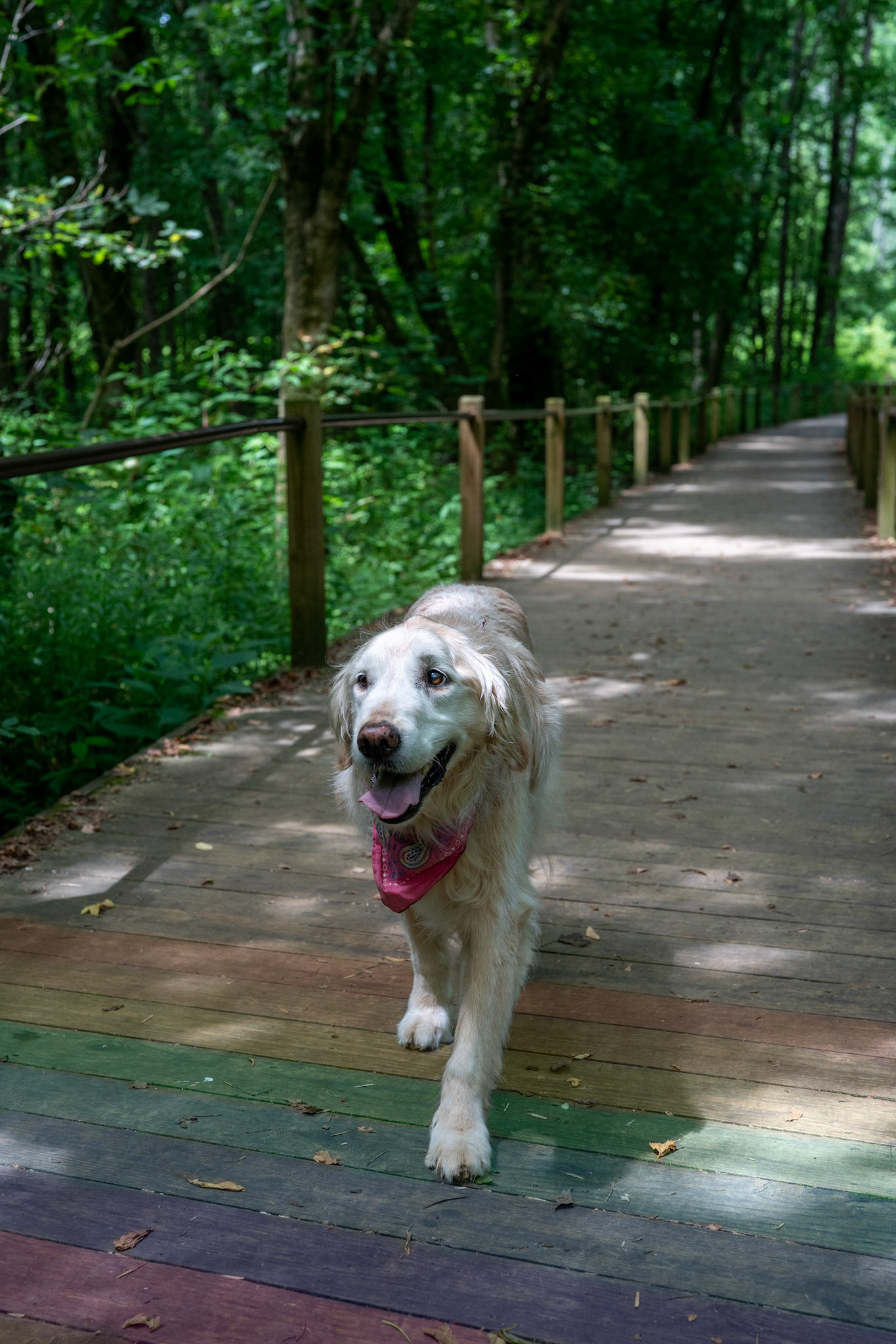 Willow's Rainbow Bridge
