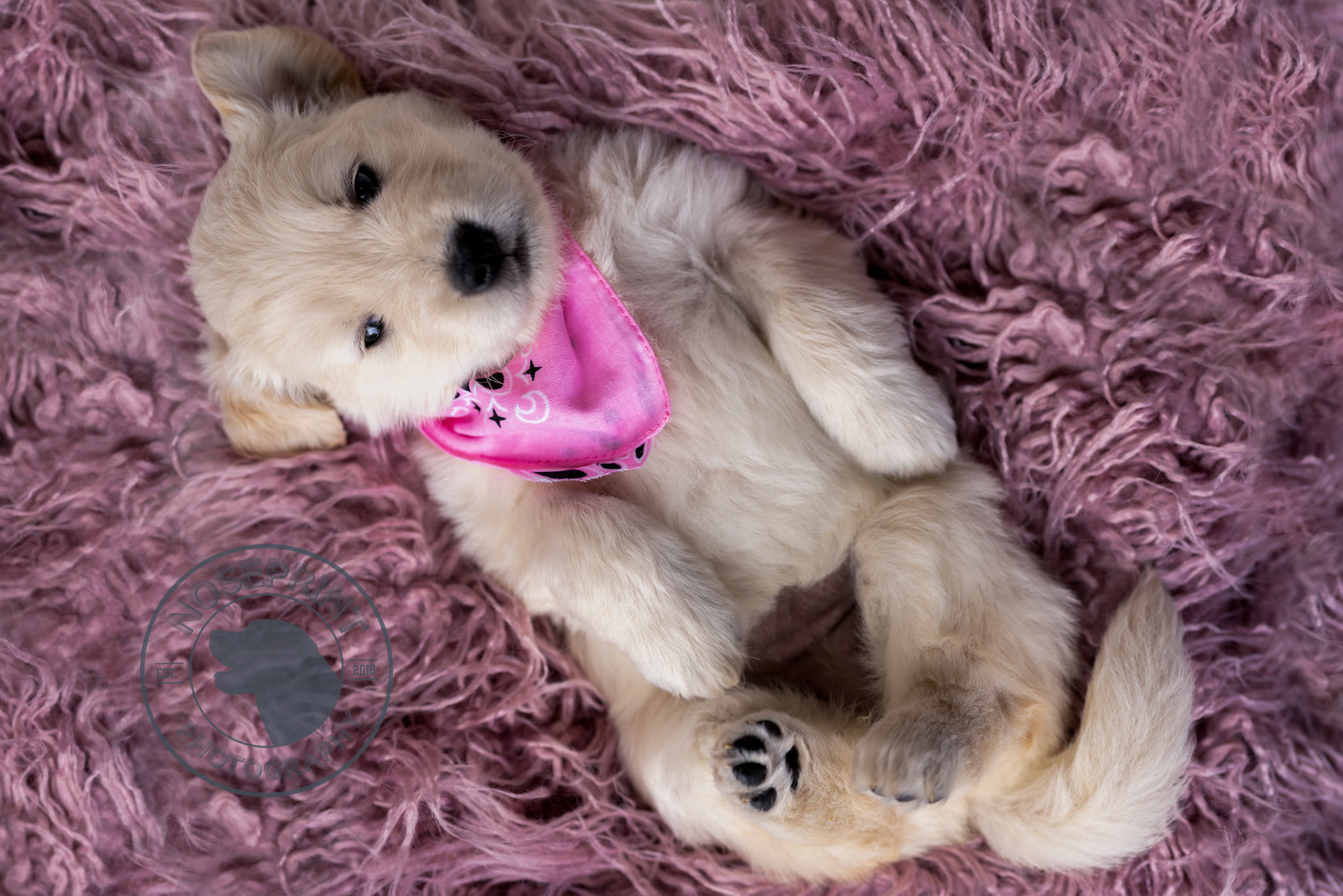 Pink Pose - Maple