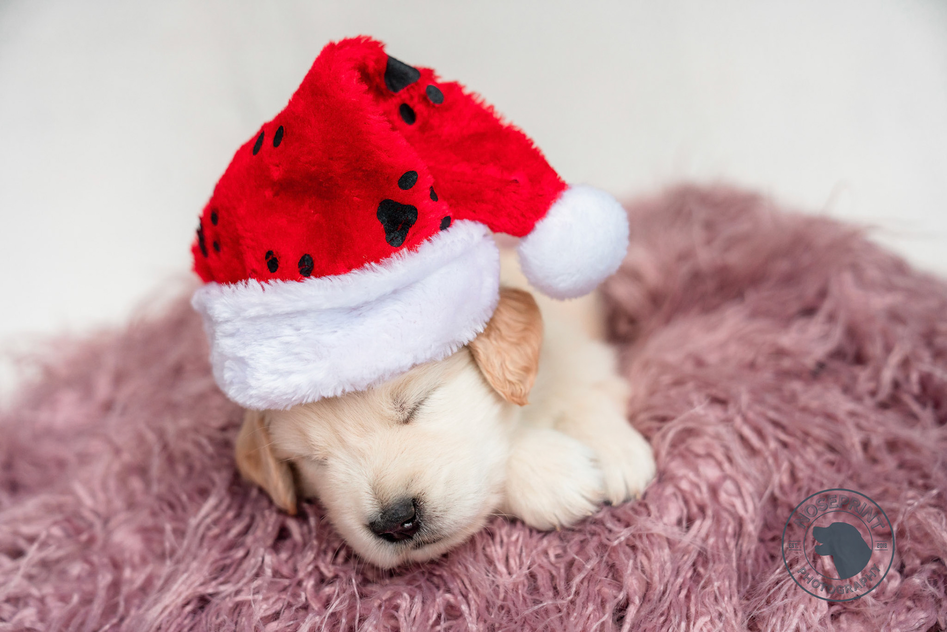 let sleeping dogs lie