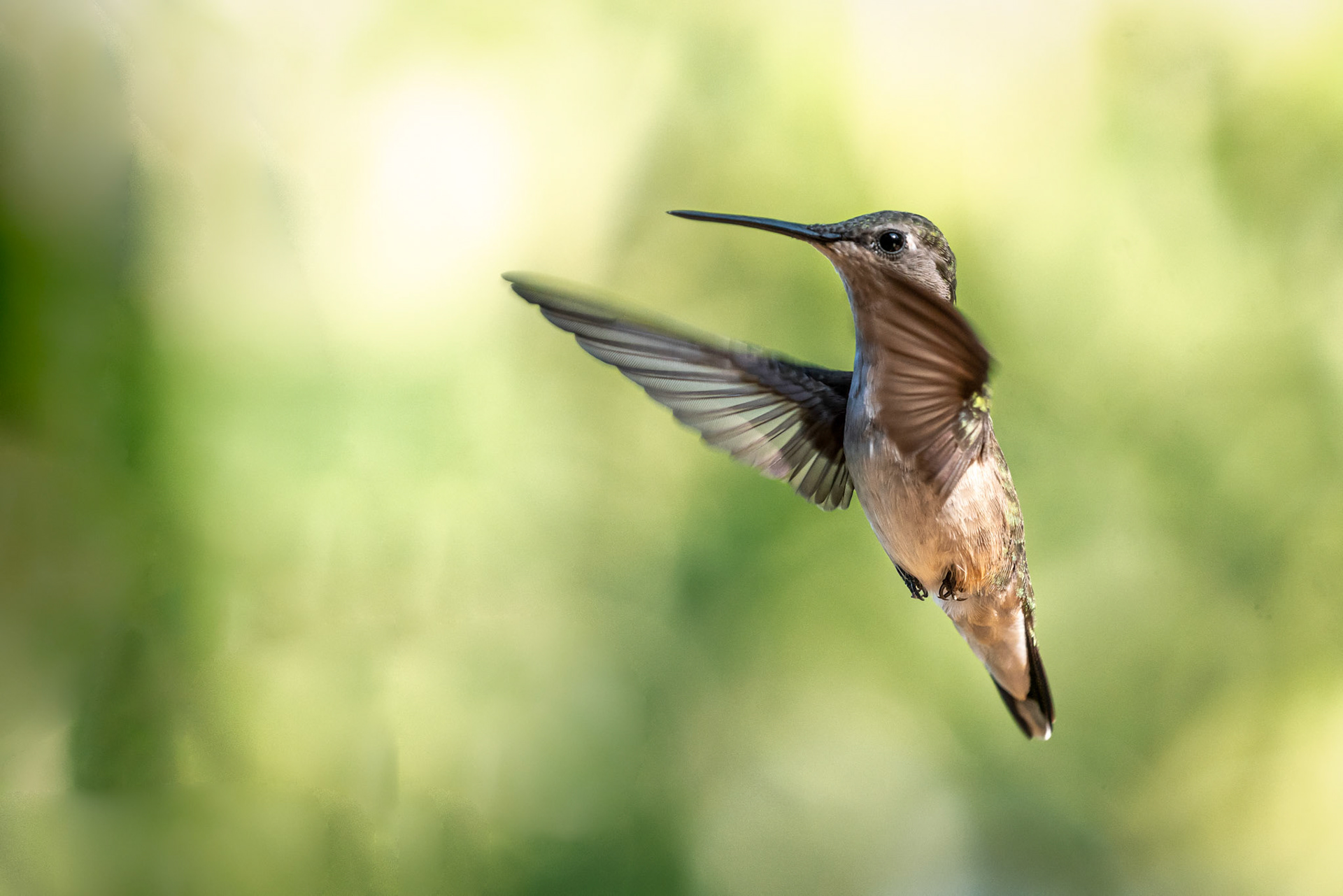 Hummingbird